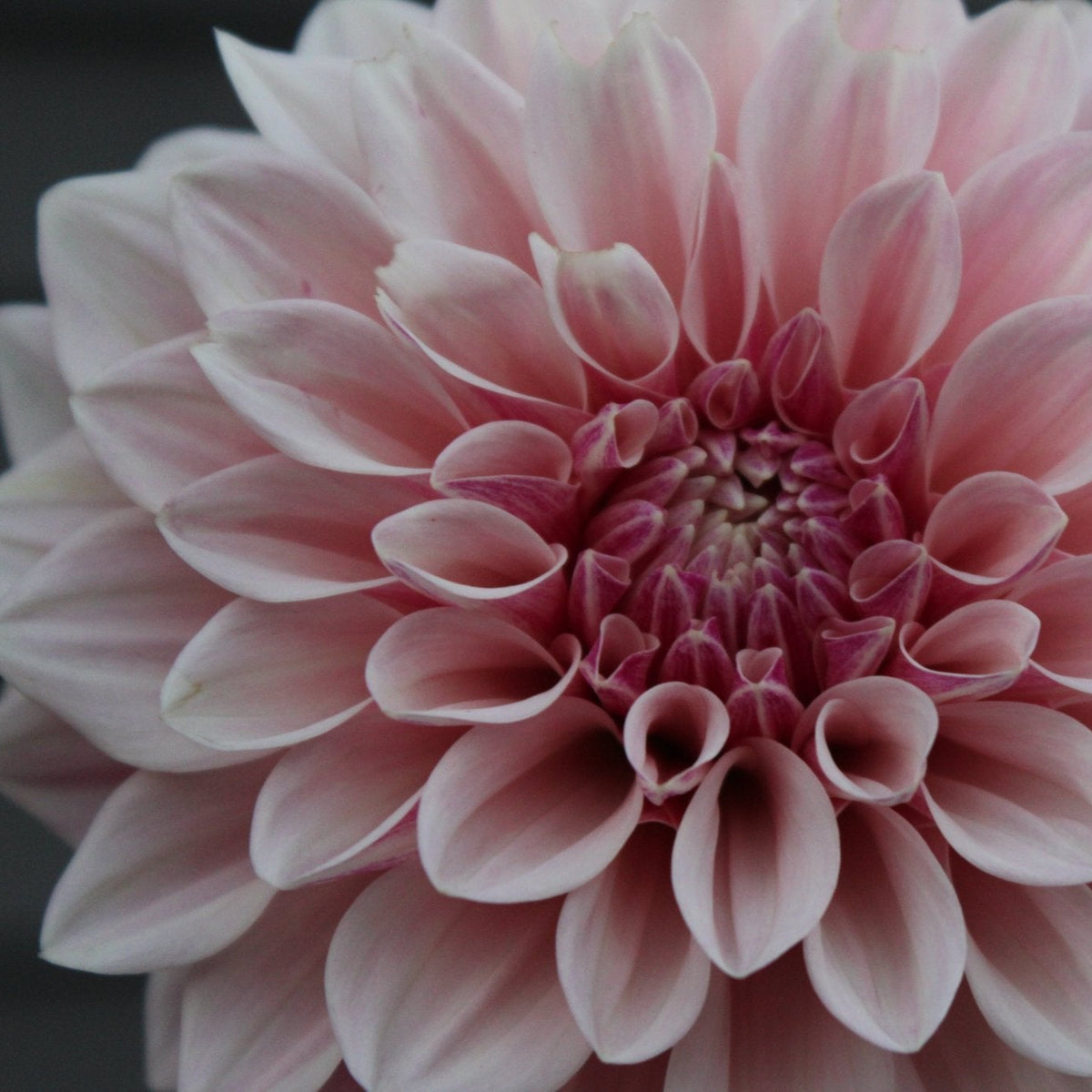 Florelie Antique - Freese Flower Farm