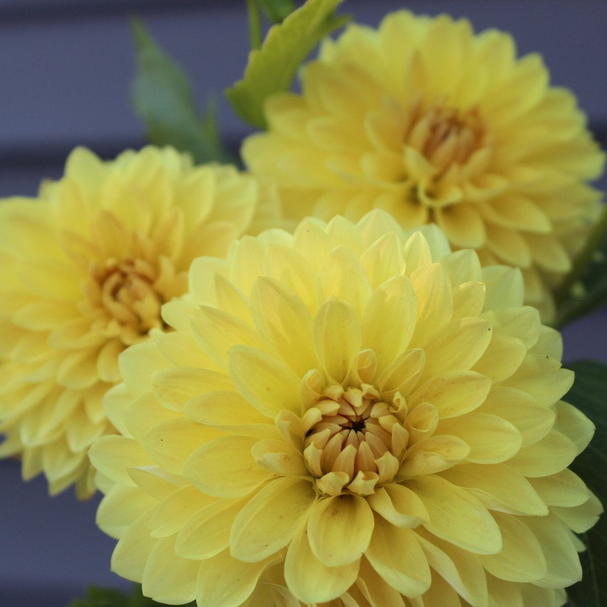 FL Valorie - Freese Flower Farm