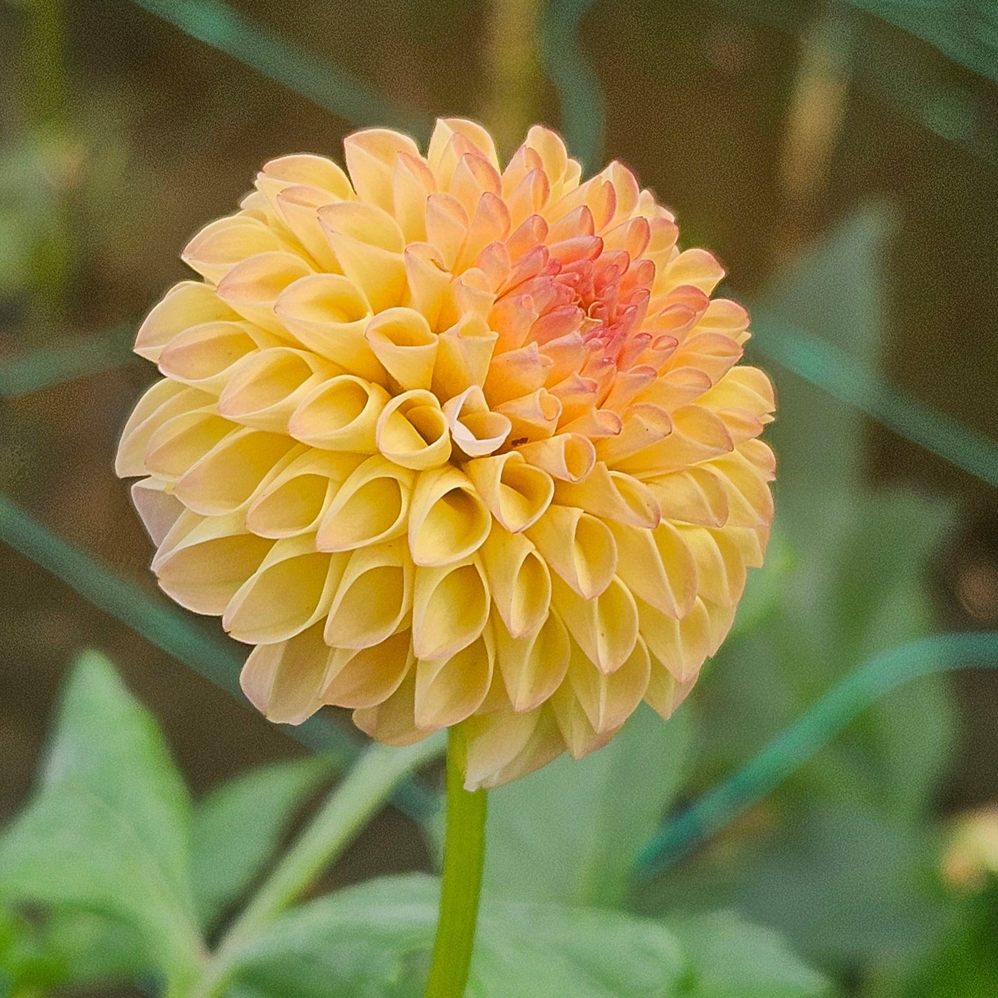 Ginger Willow
