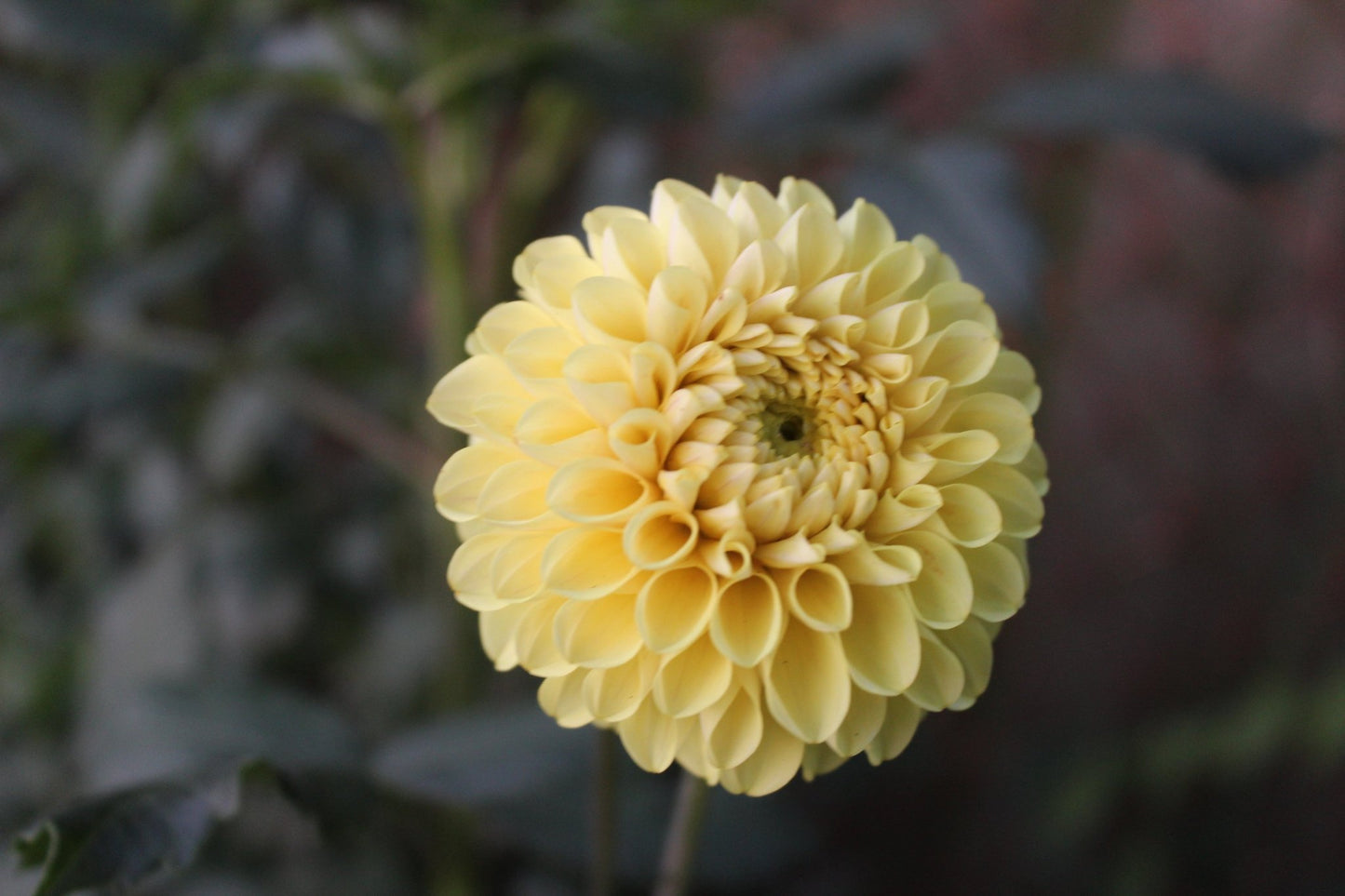 20th Ave. Gwen - Freese Flower Farm