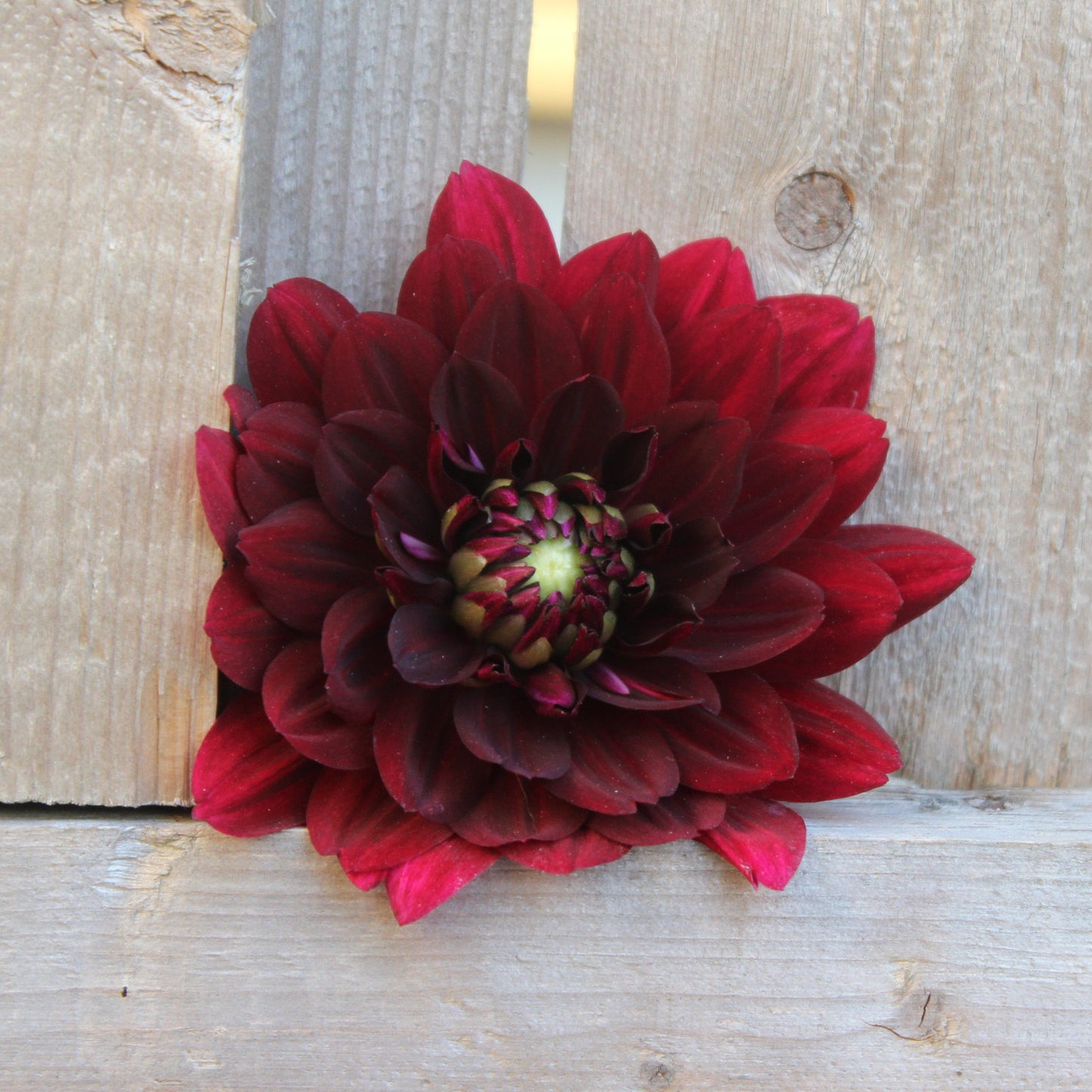 Holly Hill Black Widow
