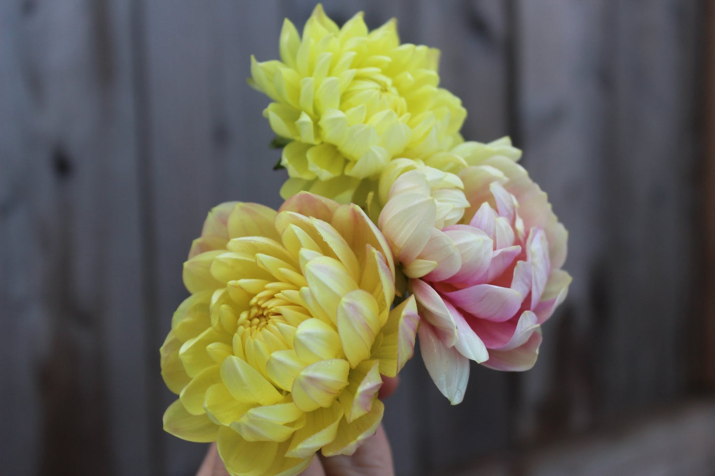 Holly Hill Serenity - Freese Flower Farm