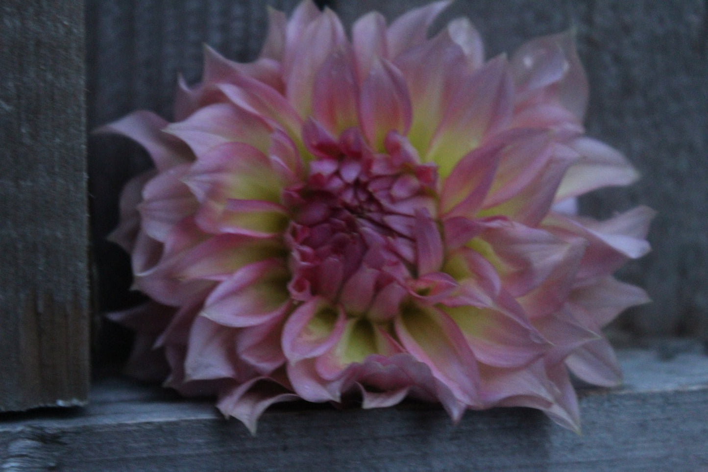 Jenny Marie - Freese Flower Farm