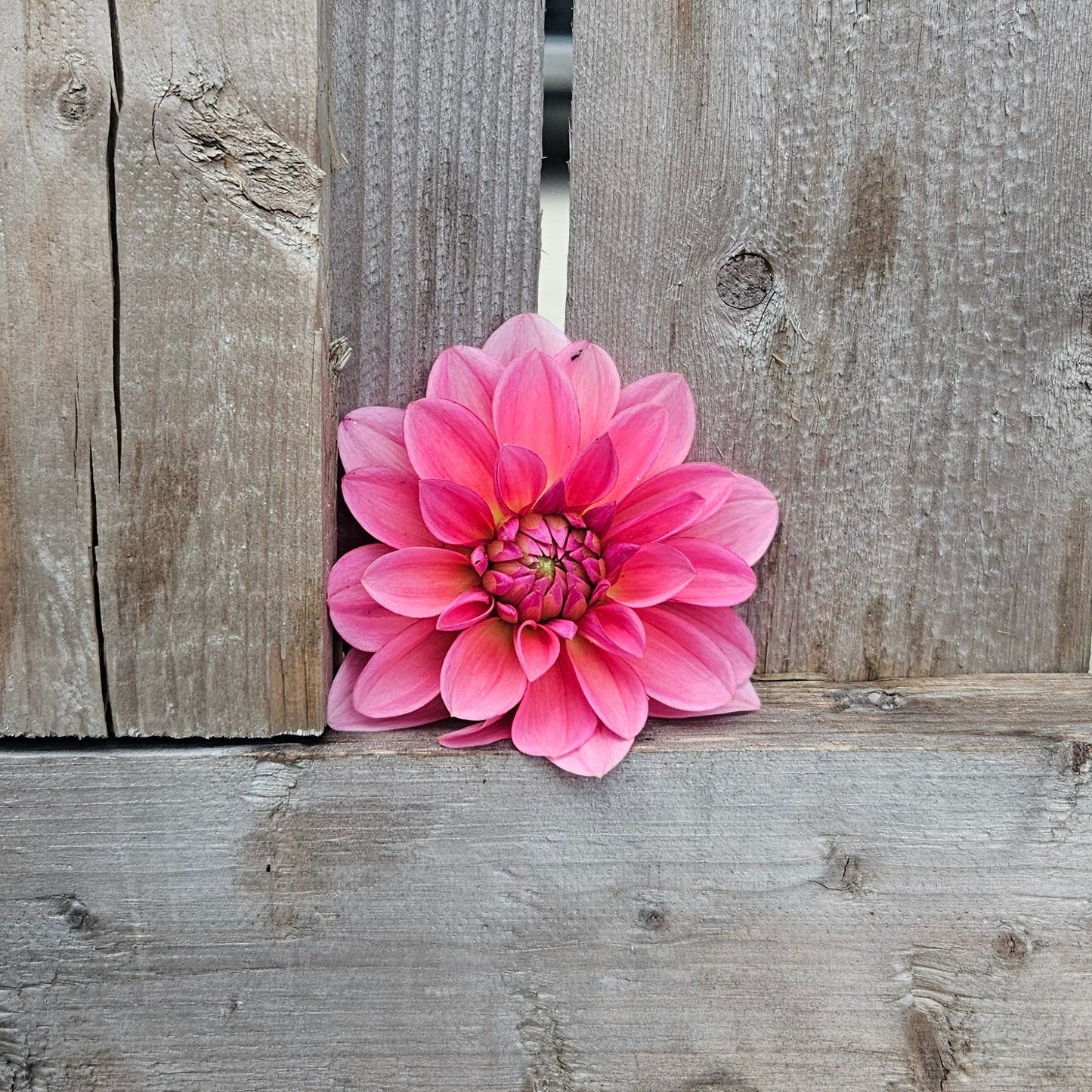 Janice - Freese Flower Farm