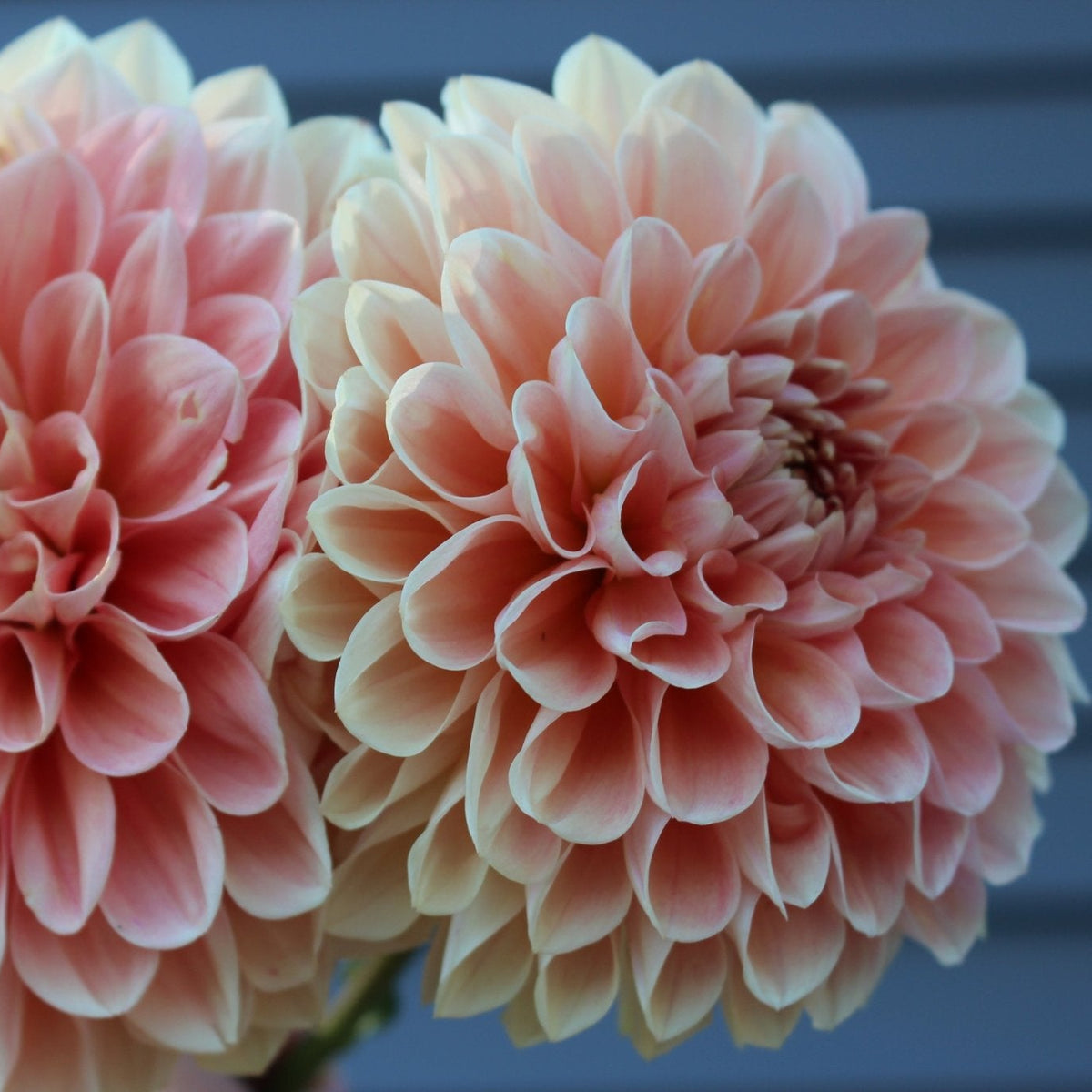 Lakeview Lady - Freese Flower Farm