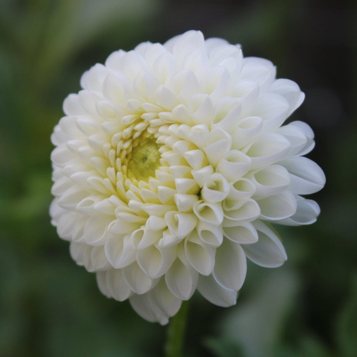 L'ancresse - Freese Flower Farm