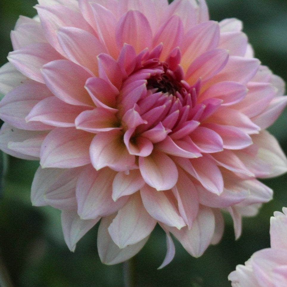 Lee's Peach Paradise - Freese Flower Farm