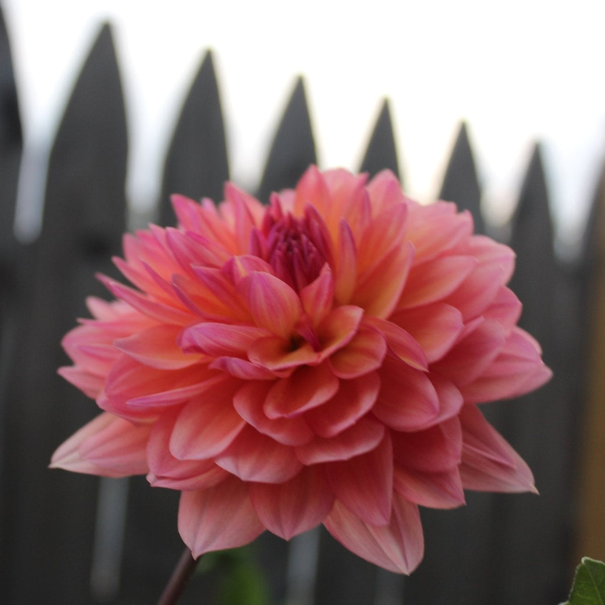 Millie's Sunrise - Freese Flower Farm