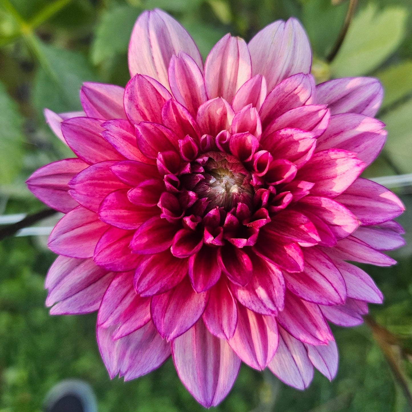 Molly Raven - Freese Flower Farm