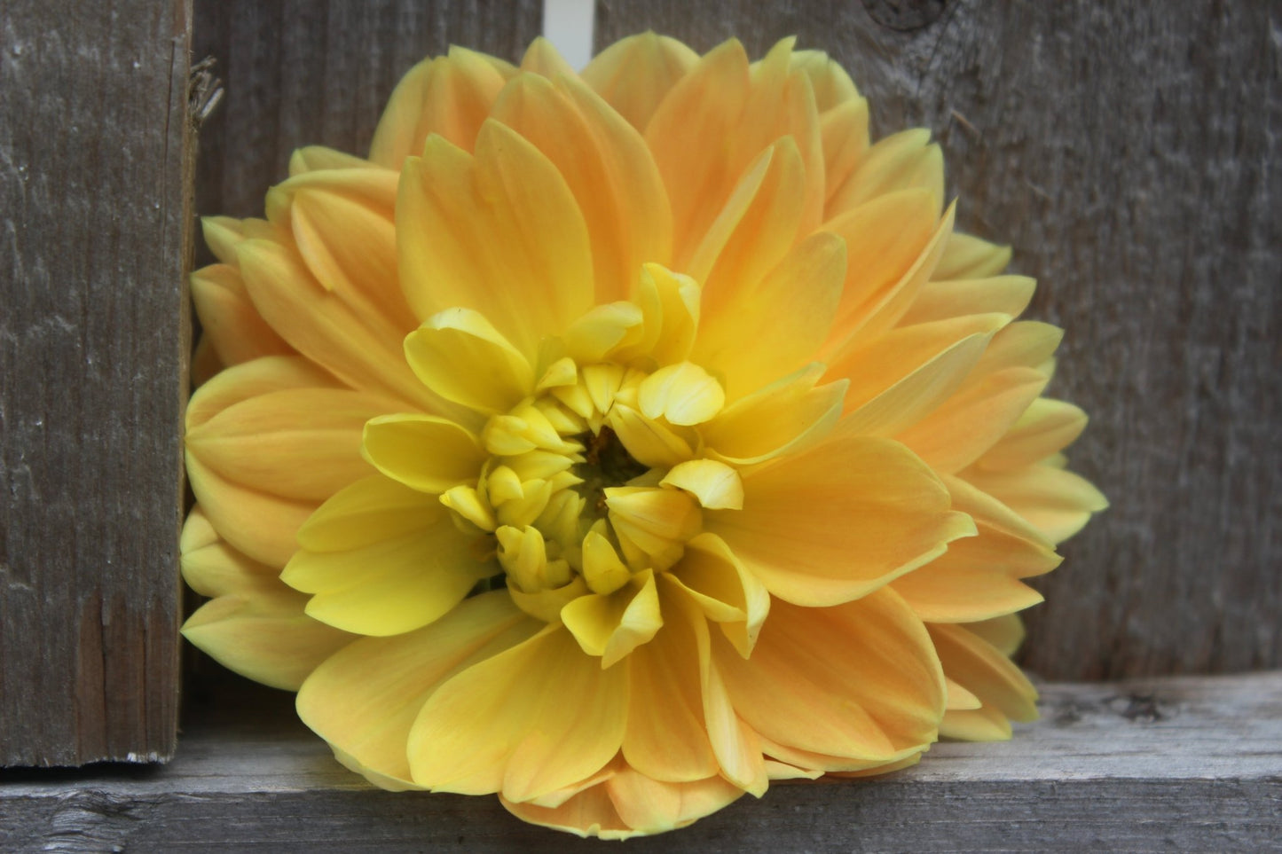 Monet Glory - Freese Flower Farm