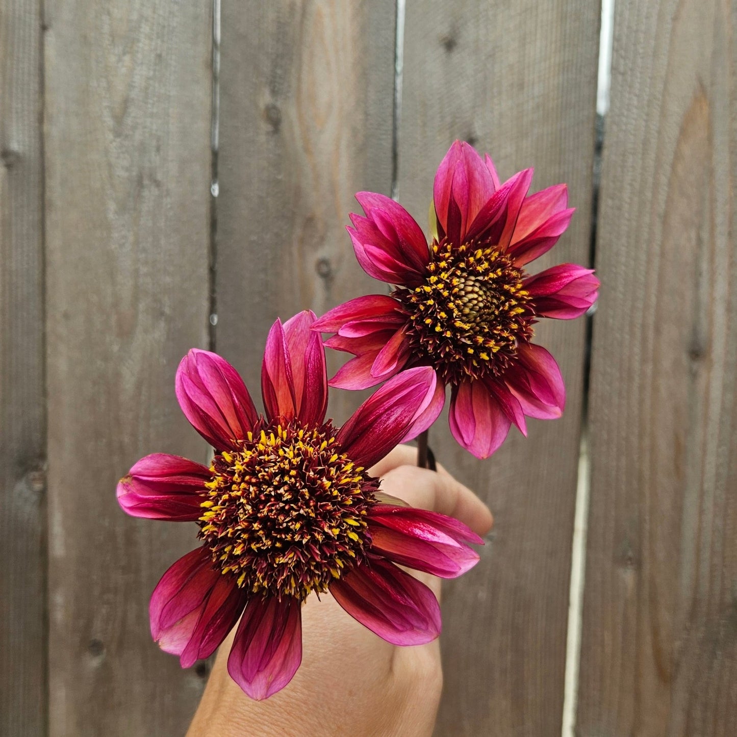 Princess Nadine - Freese Flower Farm