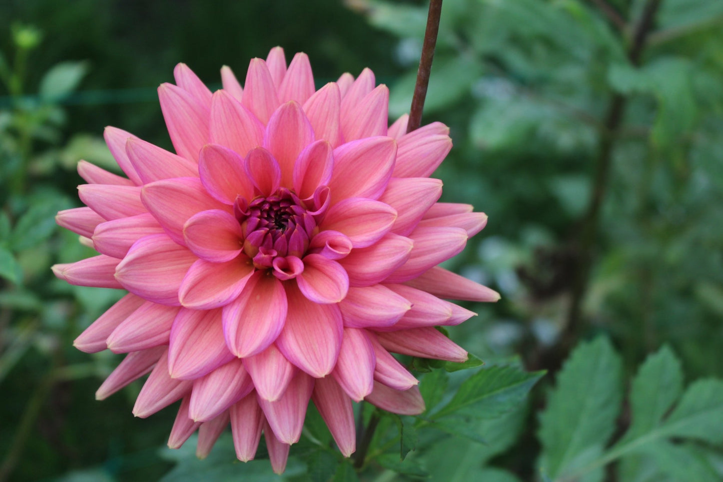 Negroni Sunset - Freese Flower Farm