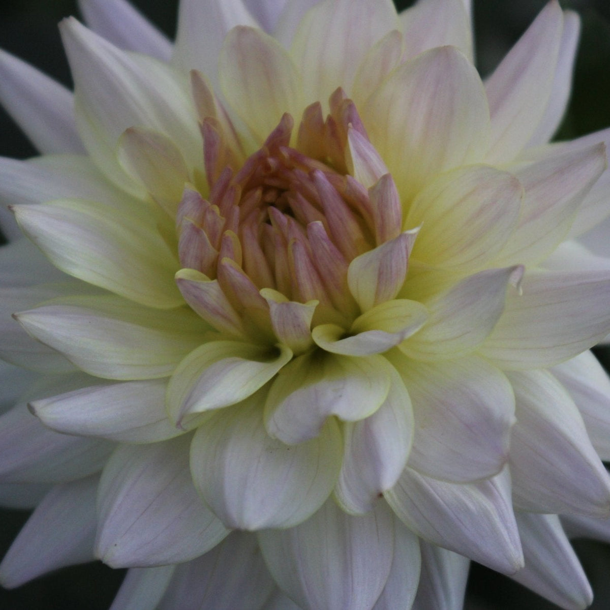 Netherton Cindy - Freese Flower Farm