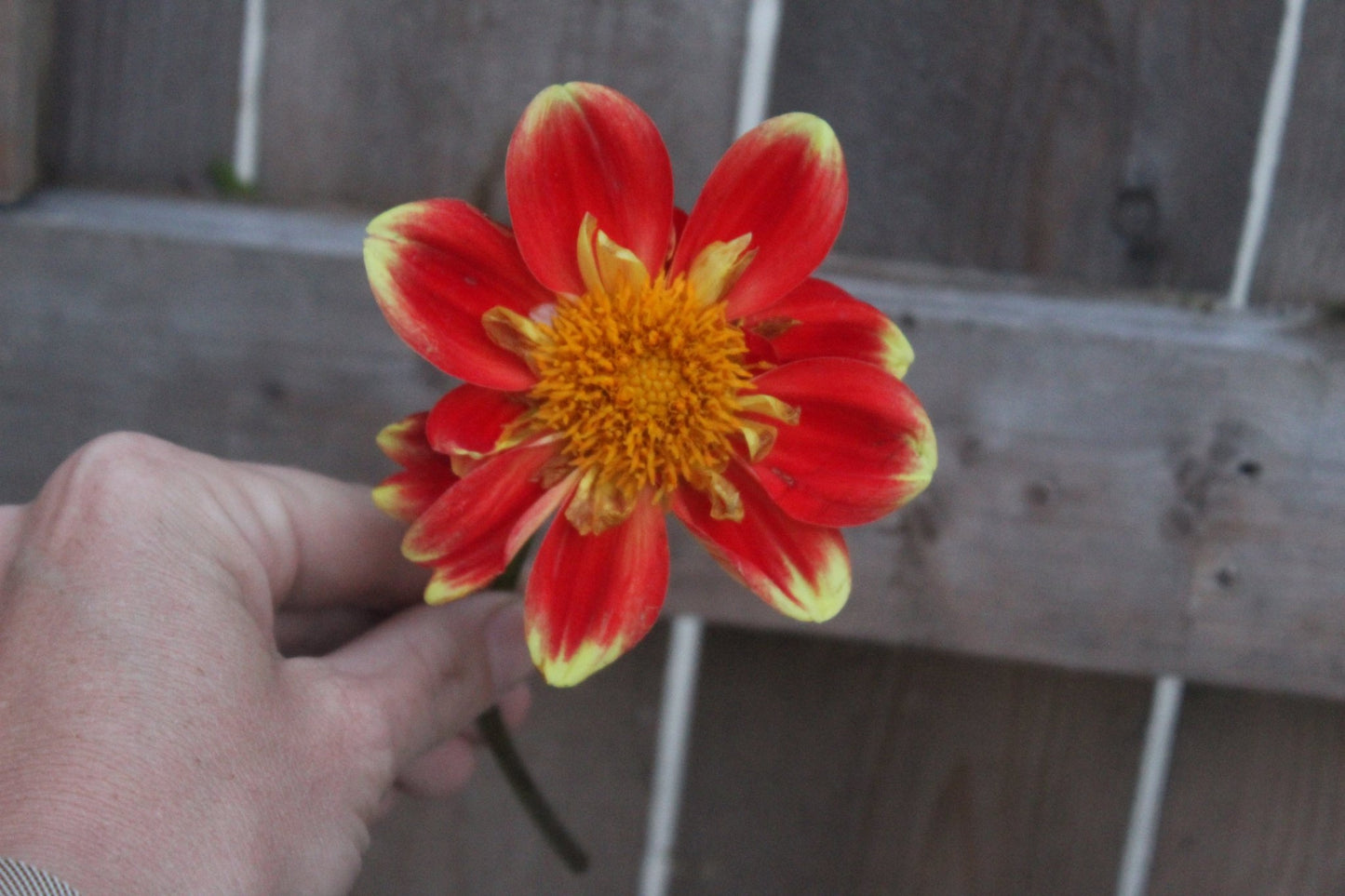 Pooh - Freese Flower Farm