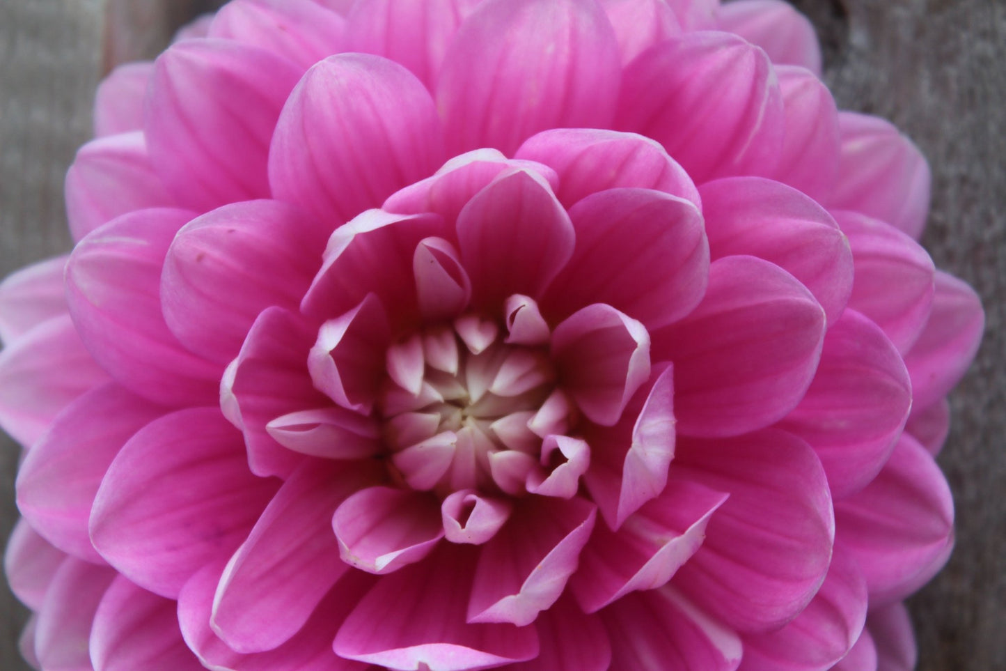 Holly Hill Pink Parfait - Freese Flower Farm