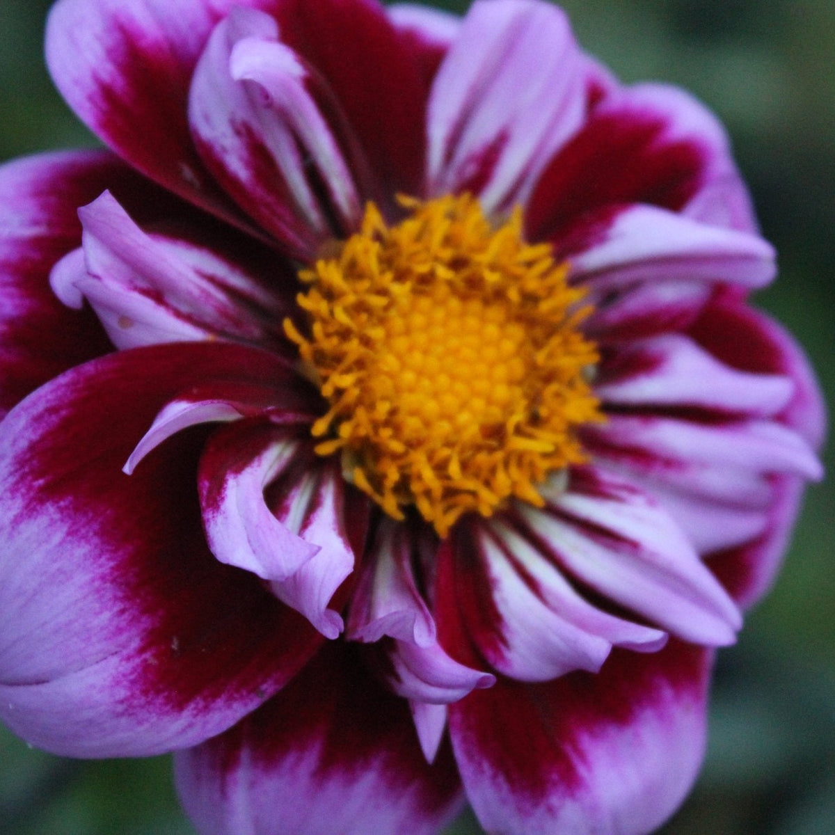 Purple Wow - Freese Flower Farm