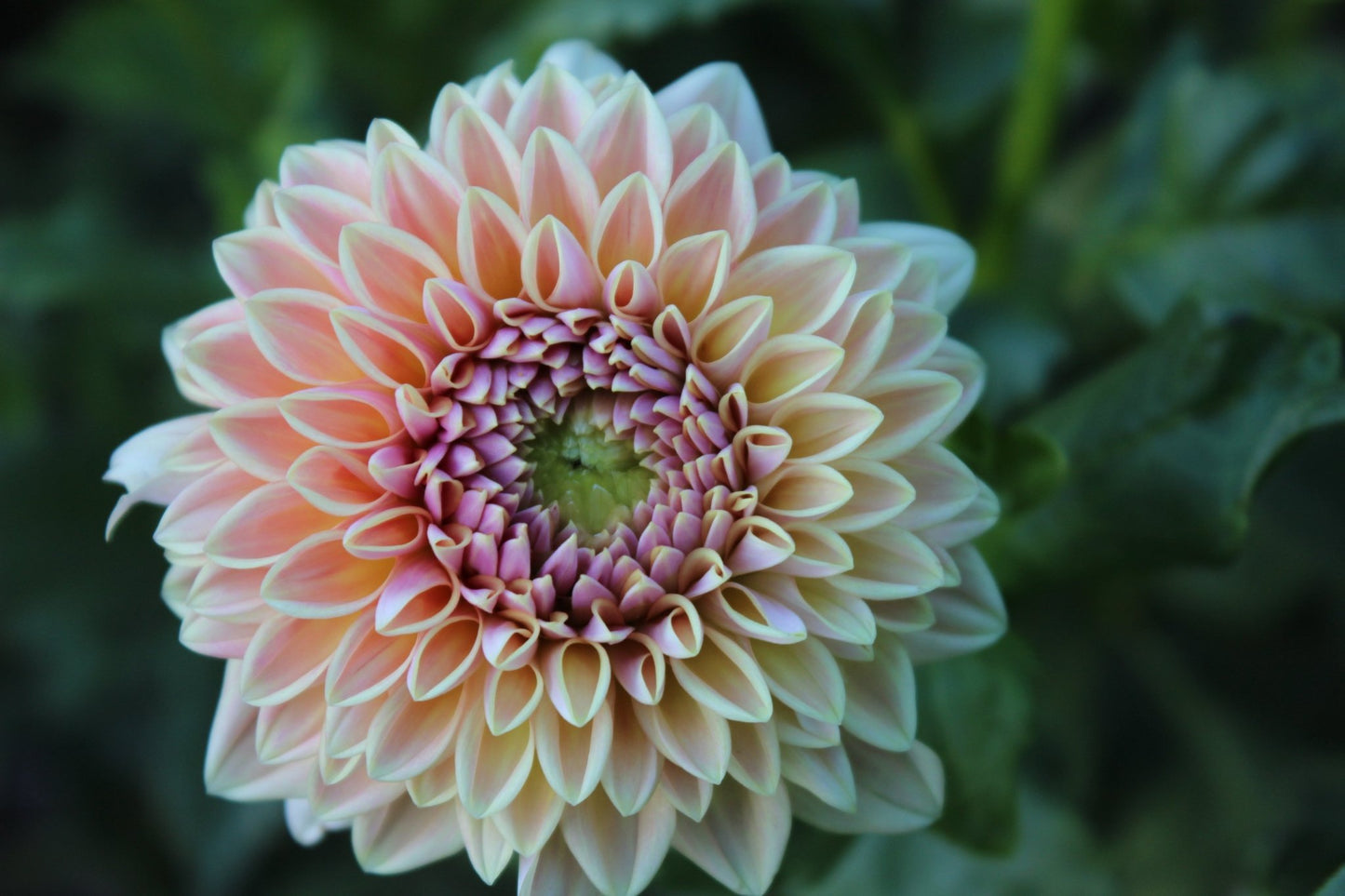 RM Summer Haze - Freese Flower Farm