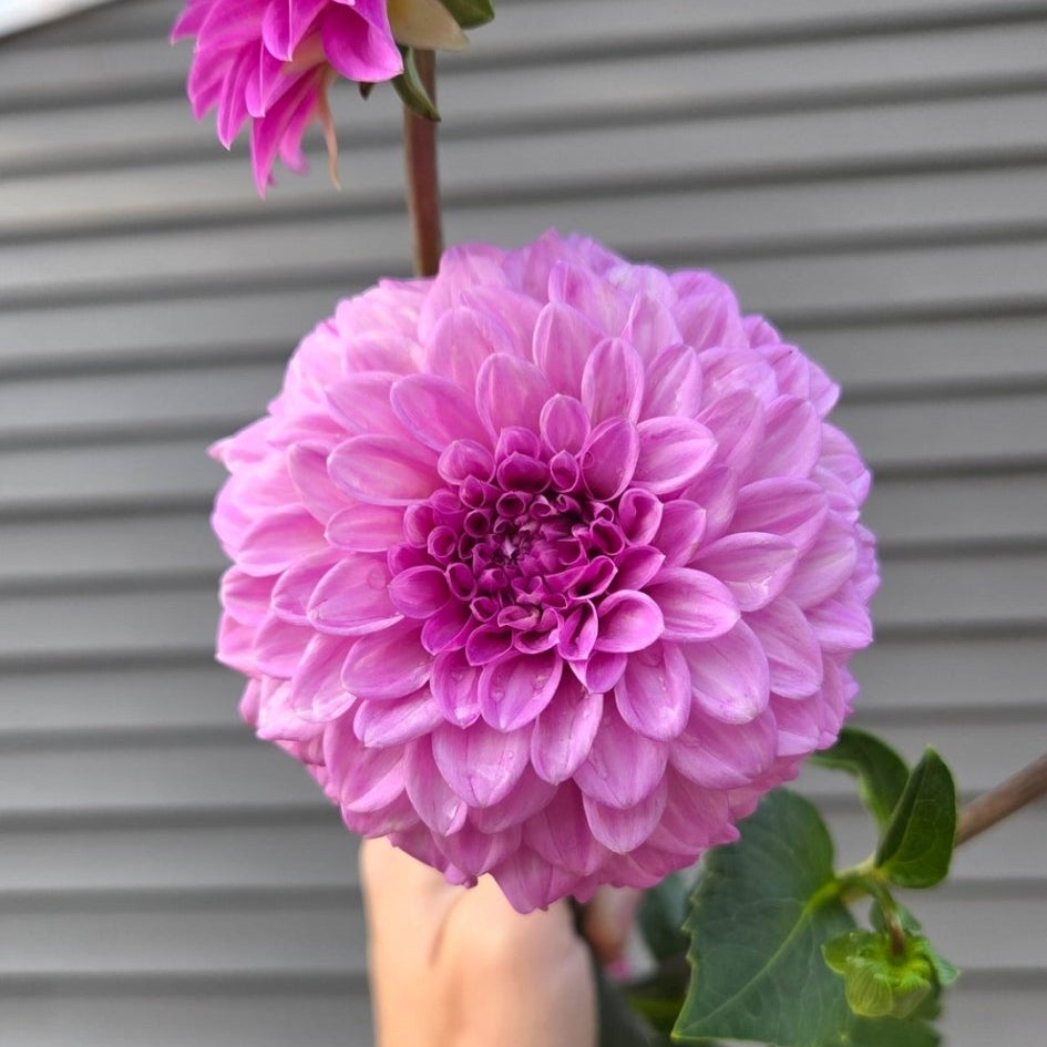 Glenmarc Skye - Freese Flower Farm