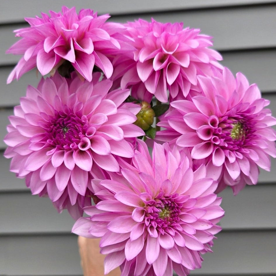 KA's Dinah Flo - Freese Flower Farm