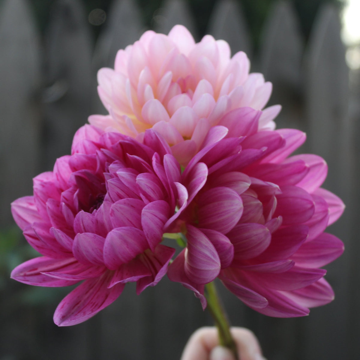 Dahlia seeds, Mix of Waterlily - Freese Flower Farm