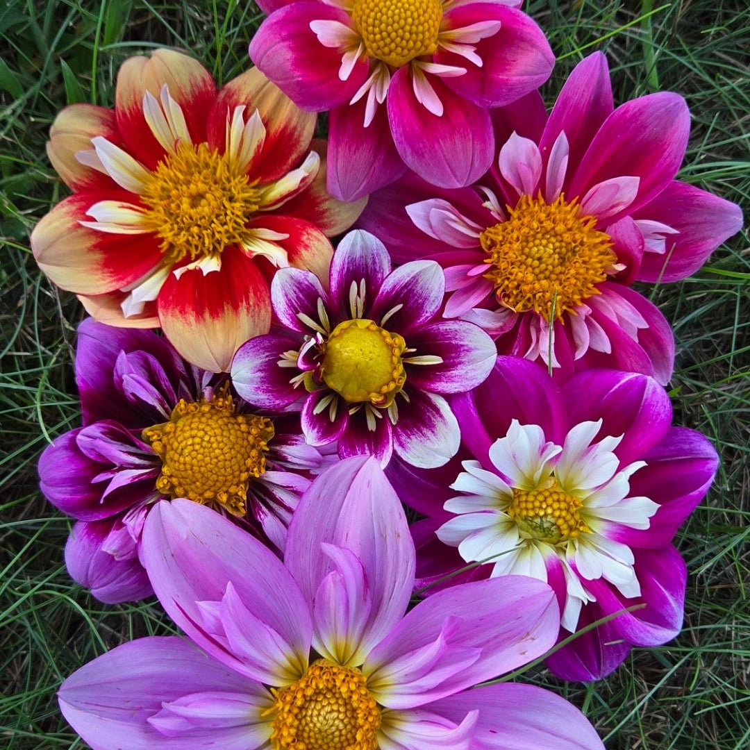 Dahlia seeds, Mix of Collarette - Freese Flower Farm