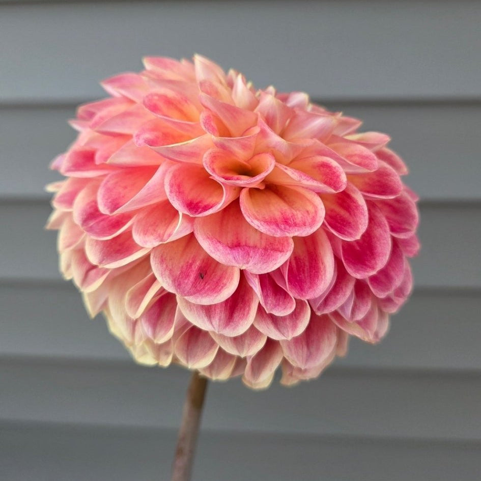 RM James - Freese Flower Farm