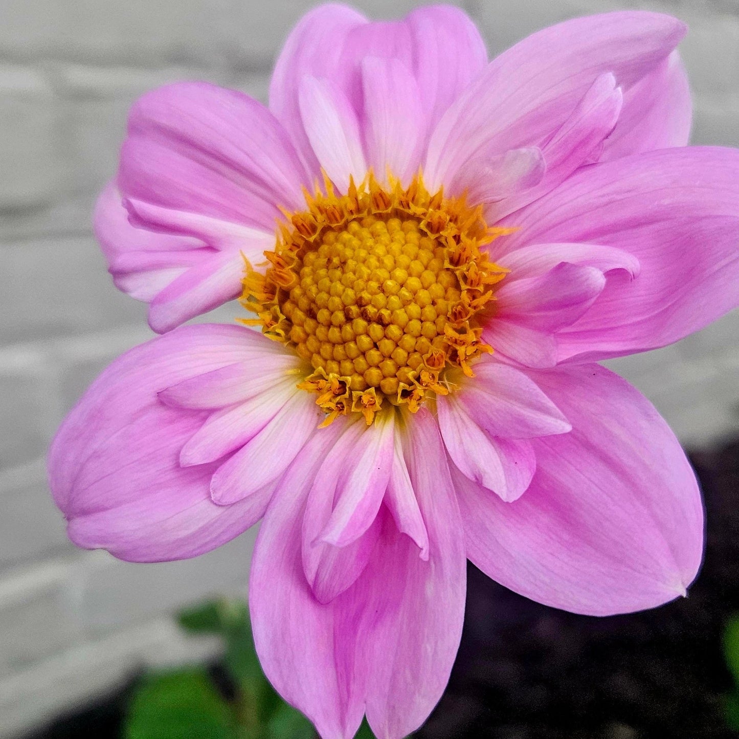 Rosy Wings - Freese Flower Farm