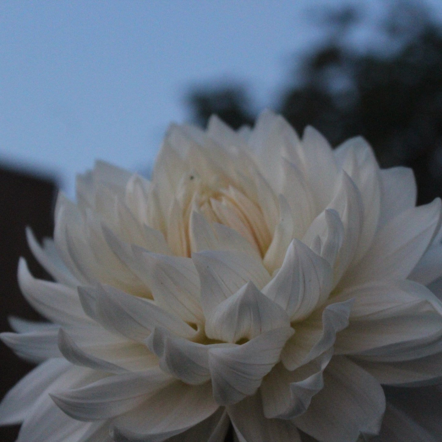 Rogue Starburst - Freese Flower Farm