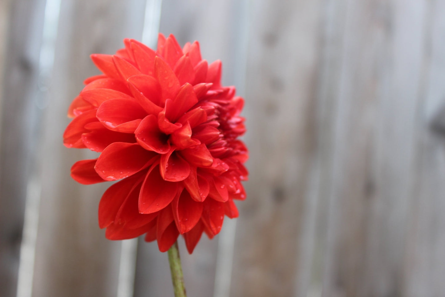 Ruskin Gypsy - Freese Flower Farm