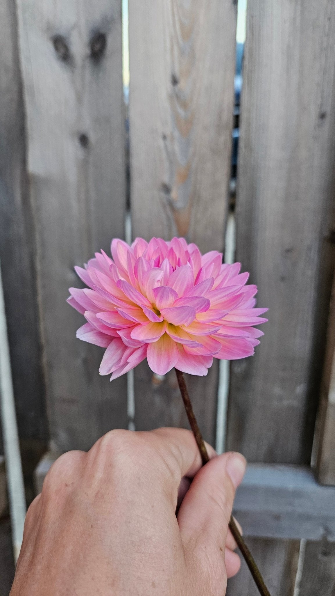 Ruthie G - Freese Flower Farm