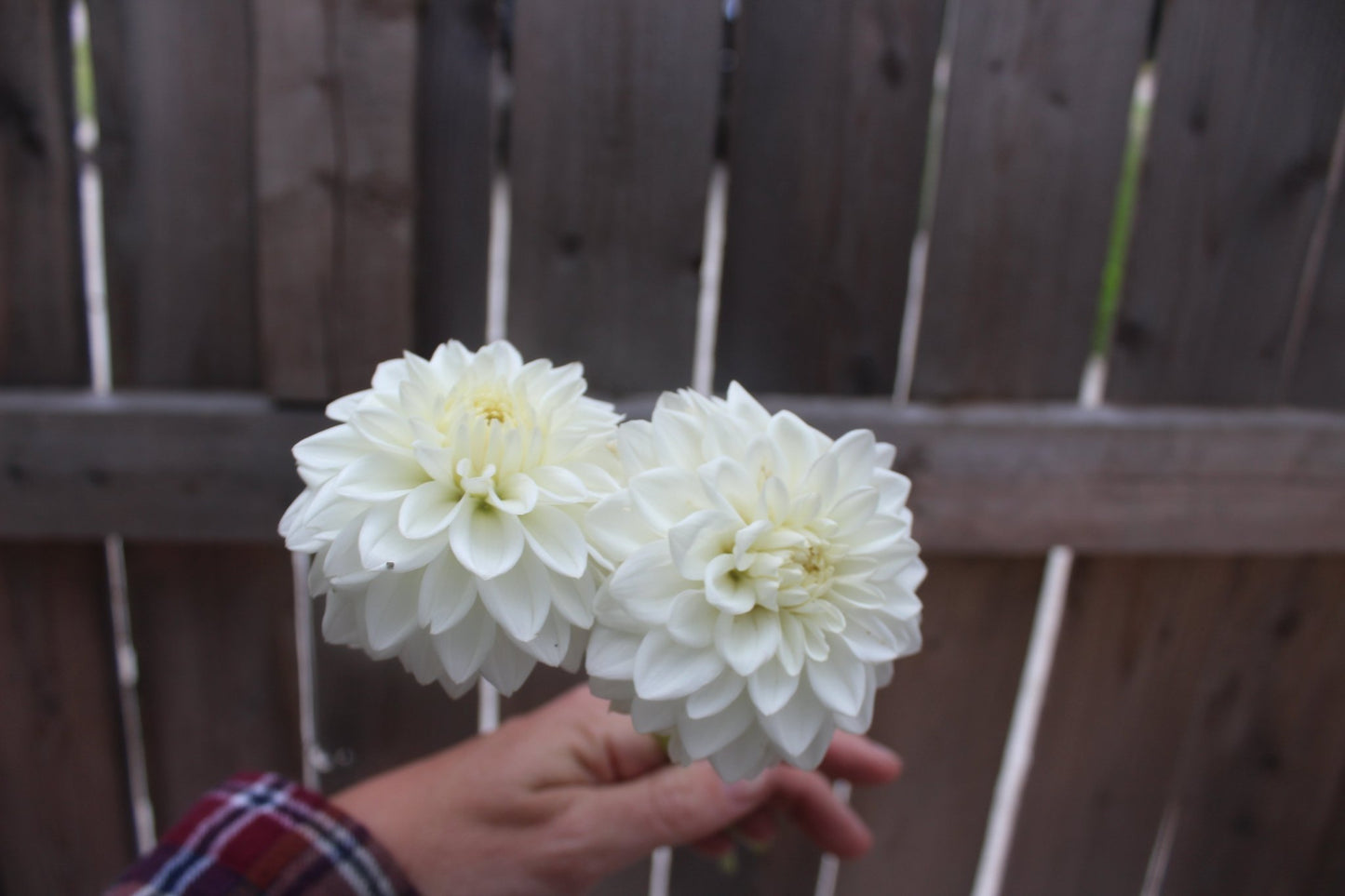 Karma Serena - Freese Flower Farm