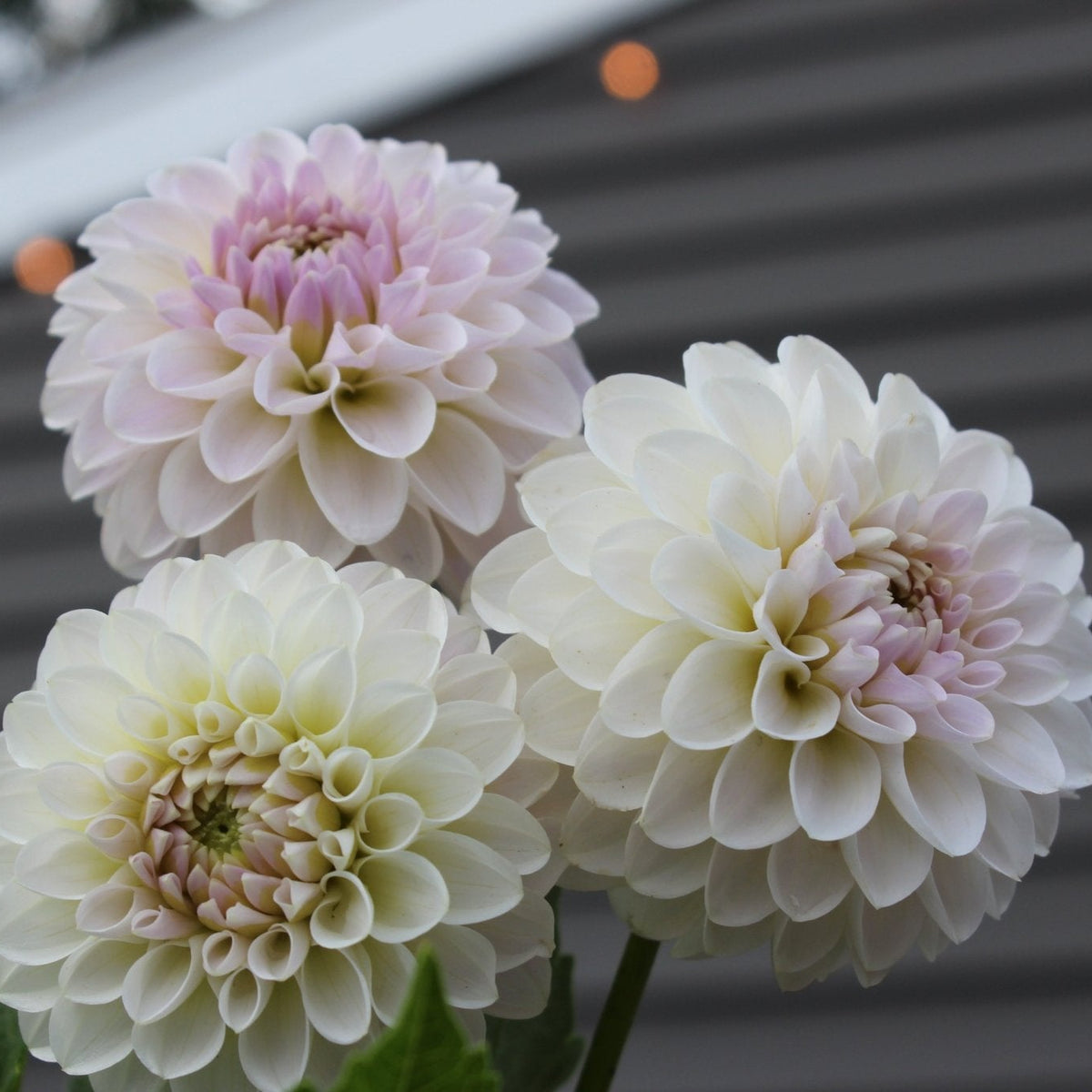 Snoho Sonia - Freese Flower Farm