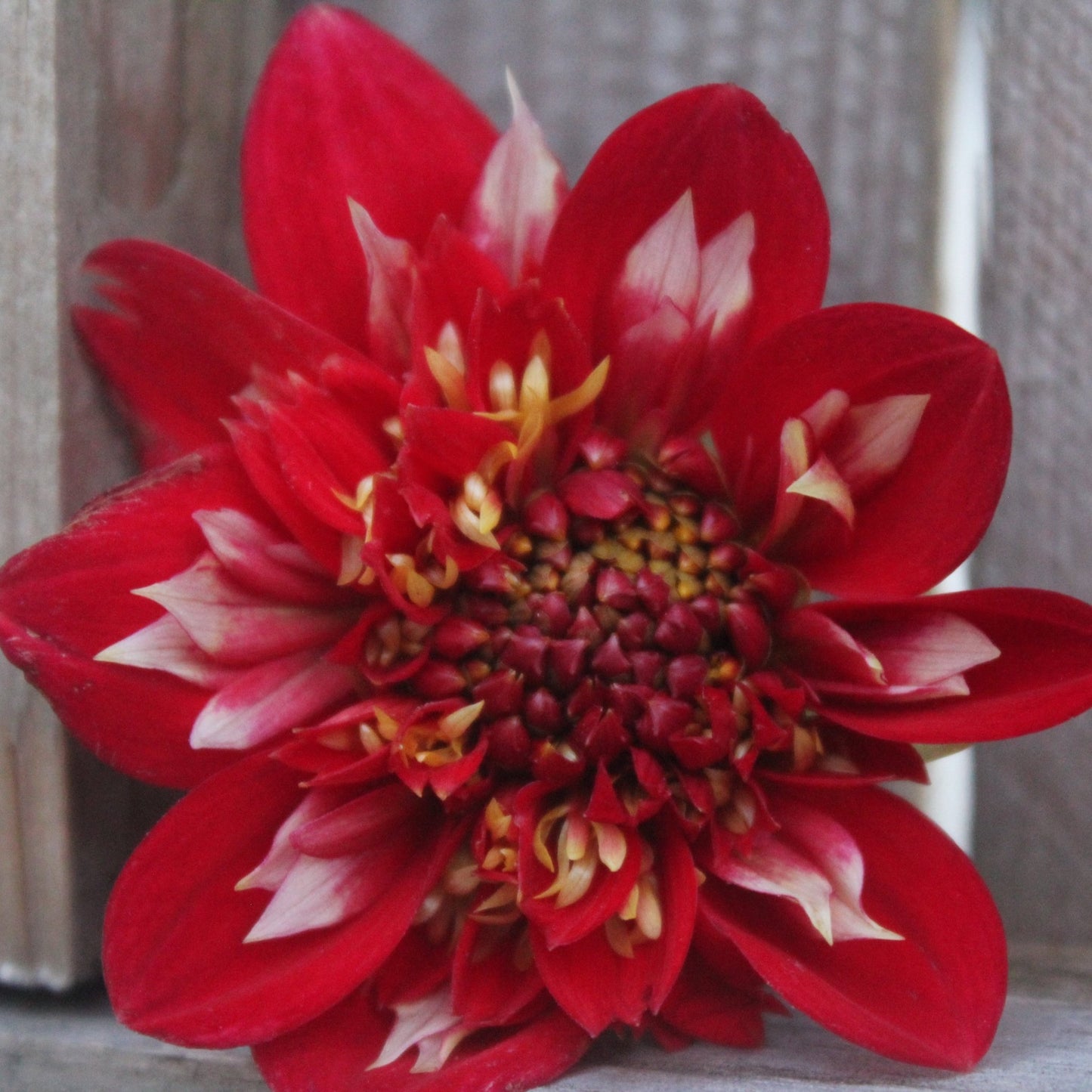 Speech - Freese Flower Farm