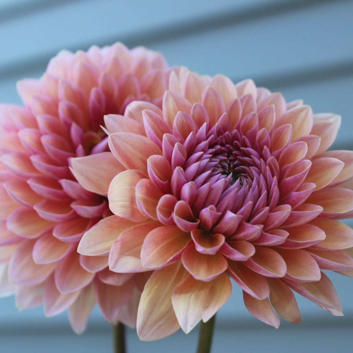 Sweet Sanne - Freese Flower Farm