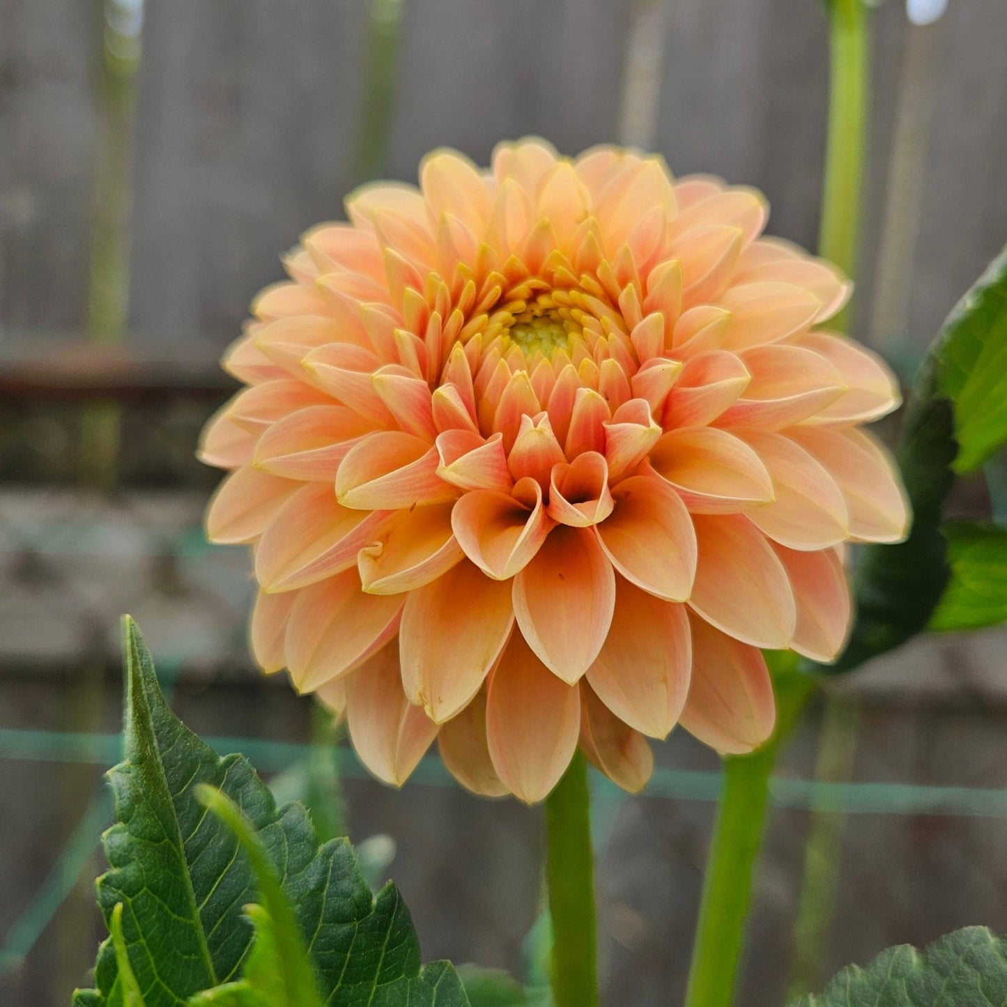 Levi's Cantaloupe - Freese Flower Farm