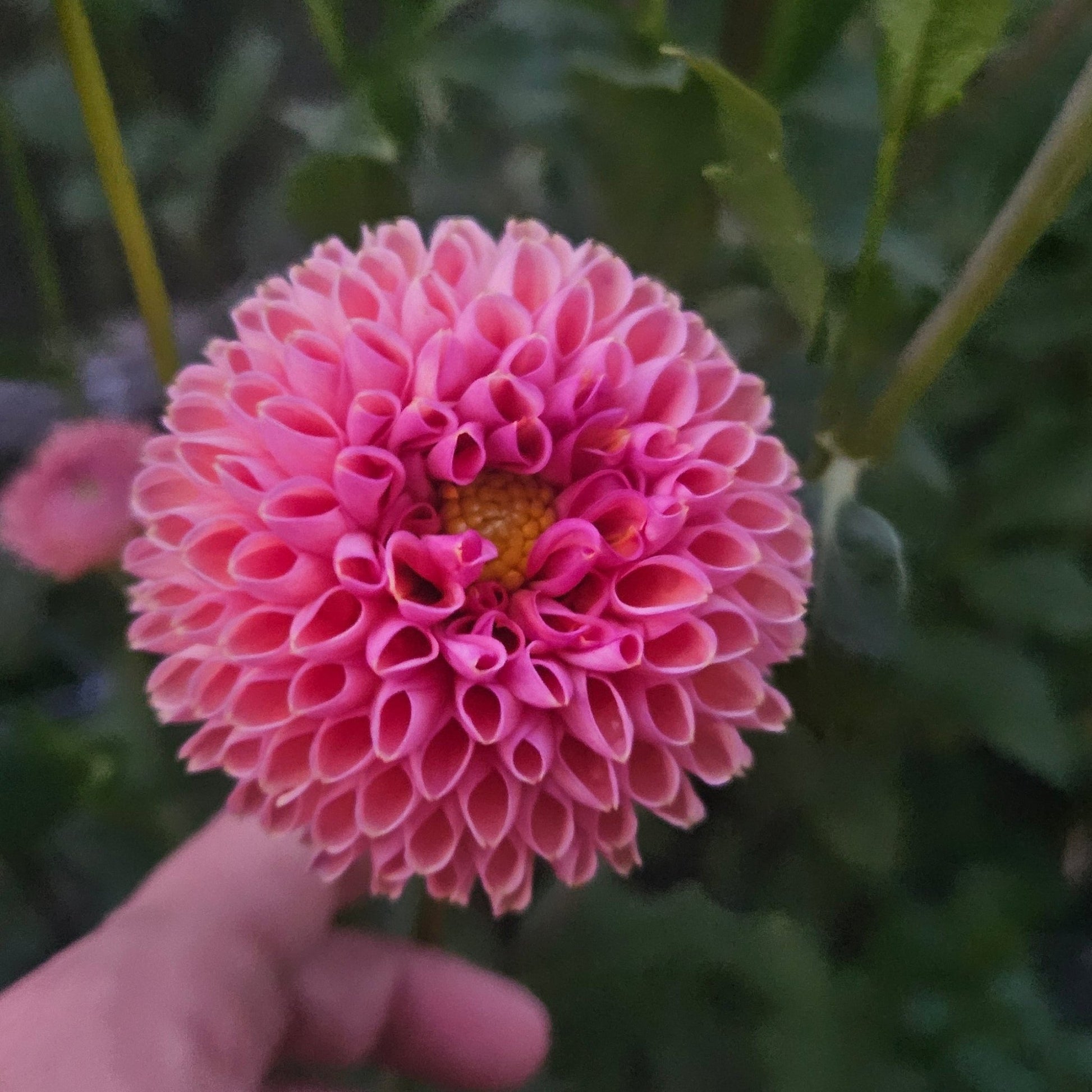 Snoho JoJo - Freese Flower Farm