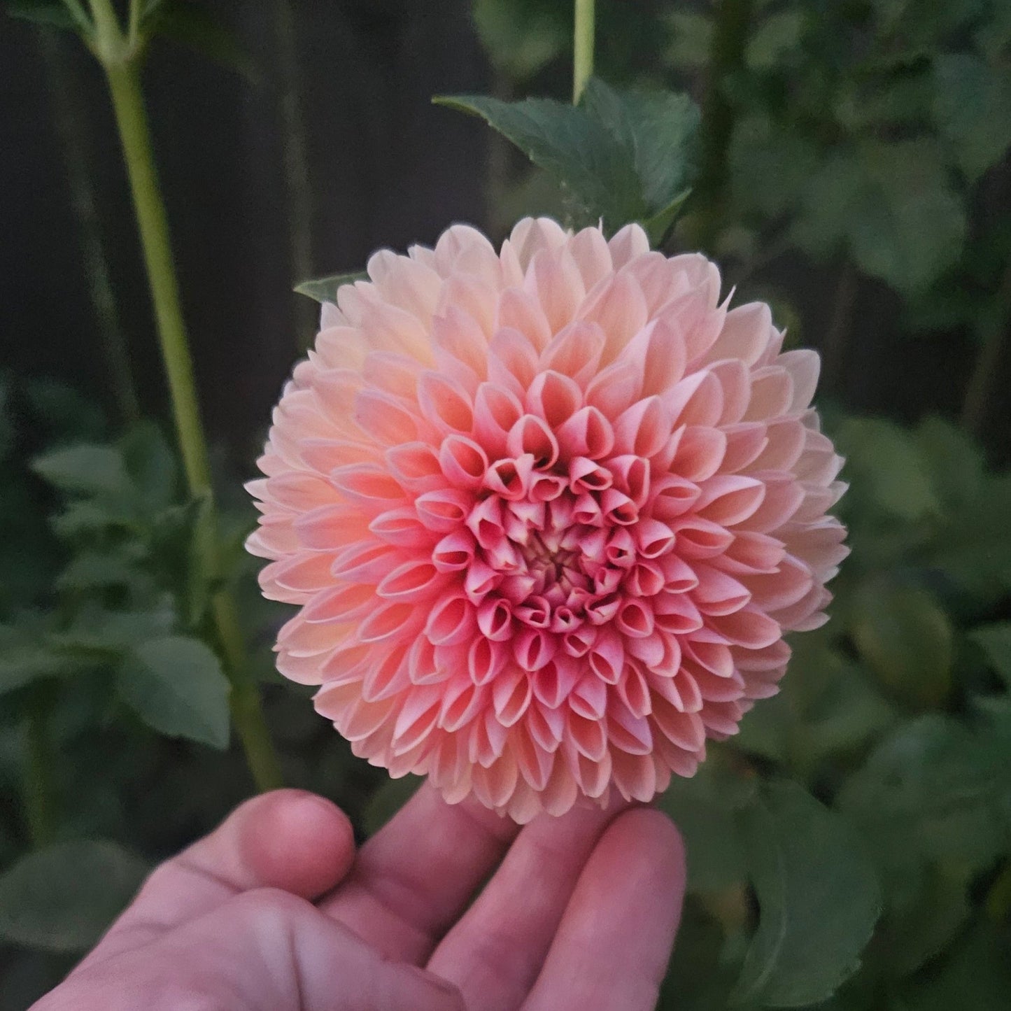 Nathalie G - Freese Flower Farm