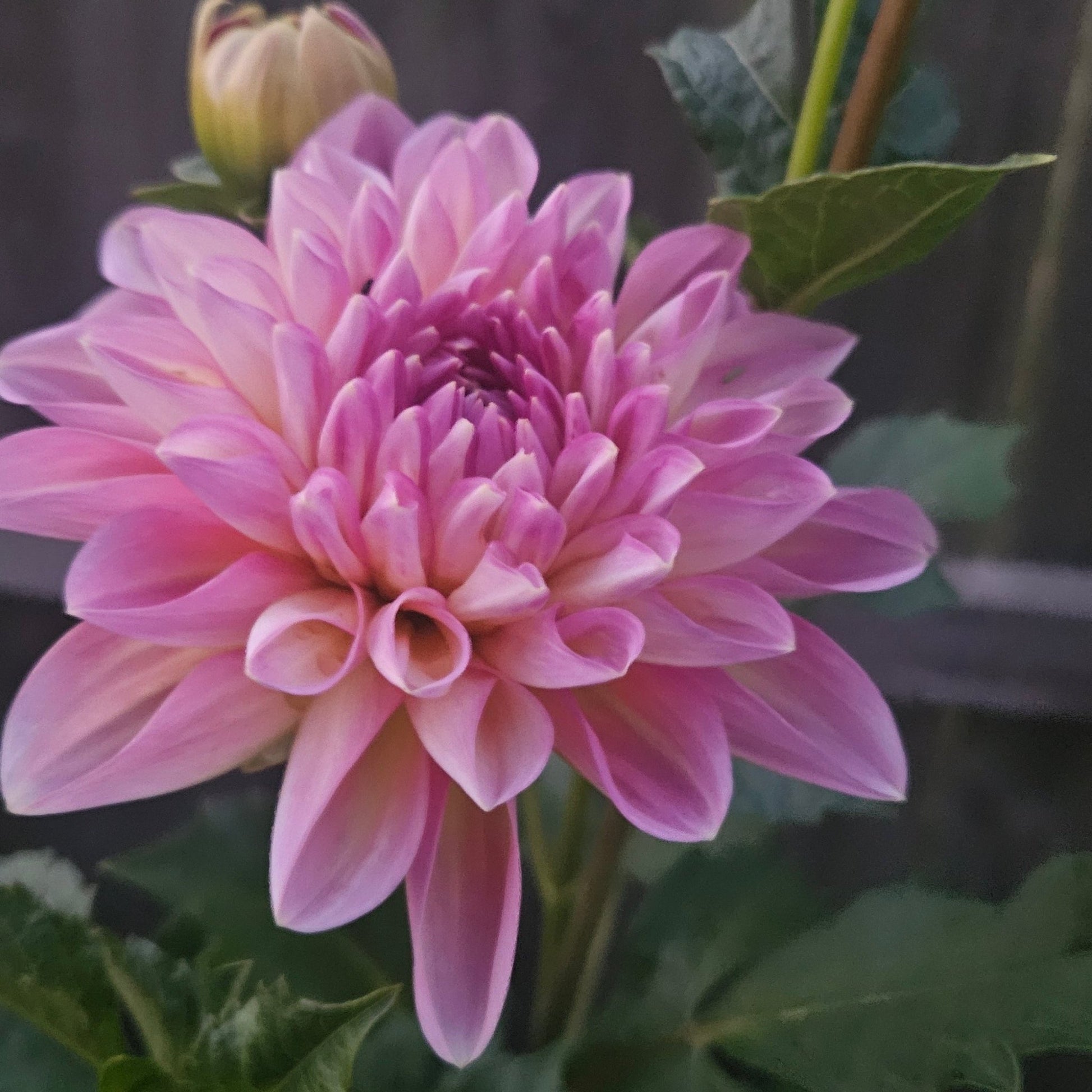 Scaur Swinton - Freese Flower Farm