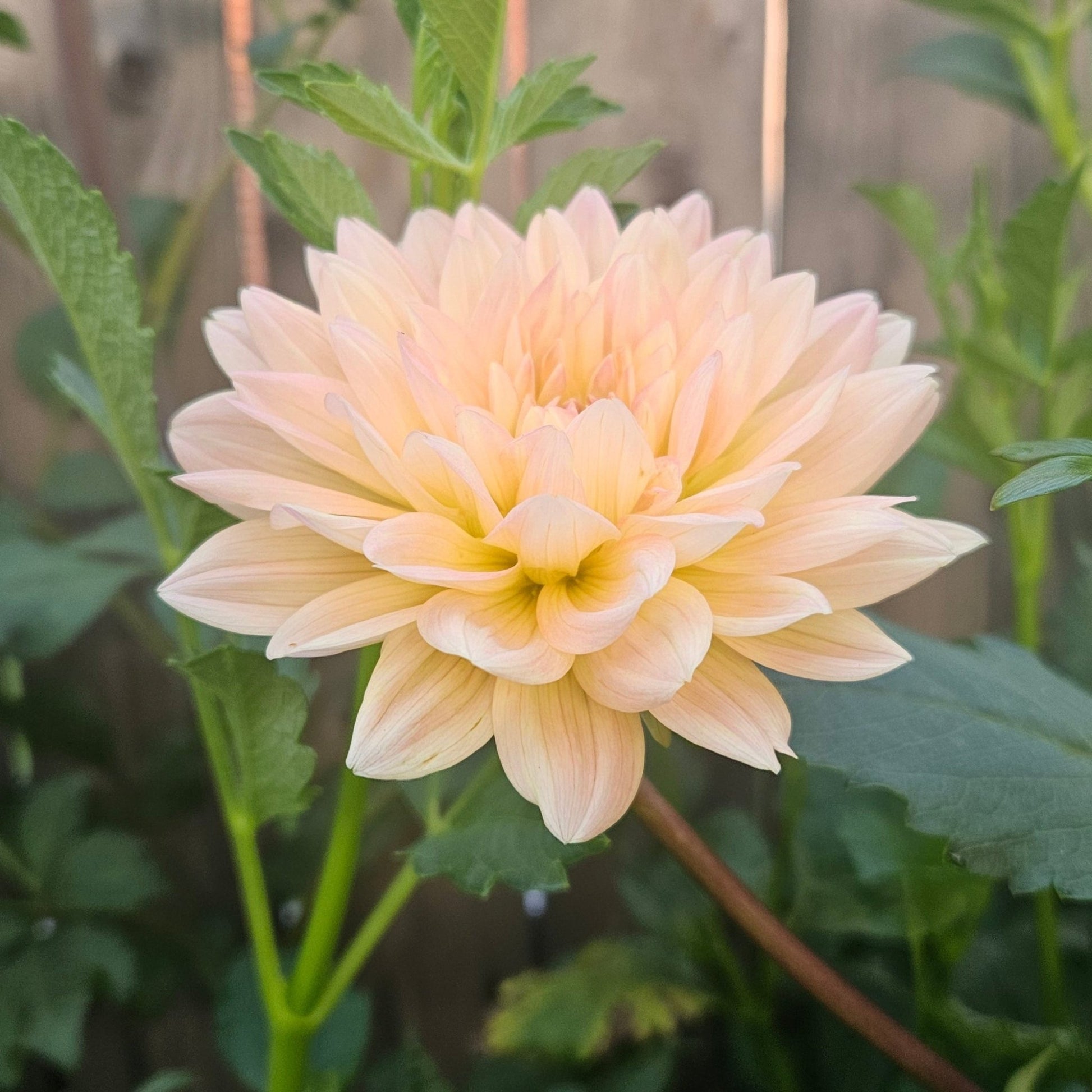 Summers End - Freese Flower Farm