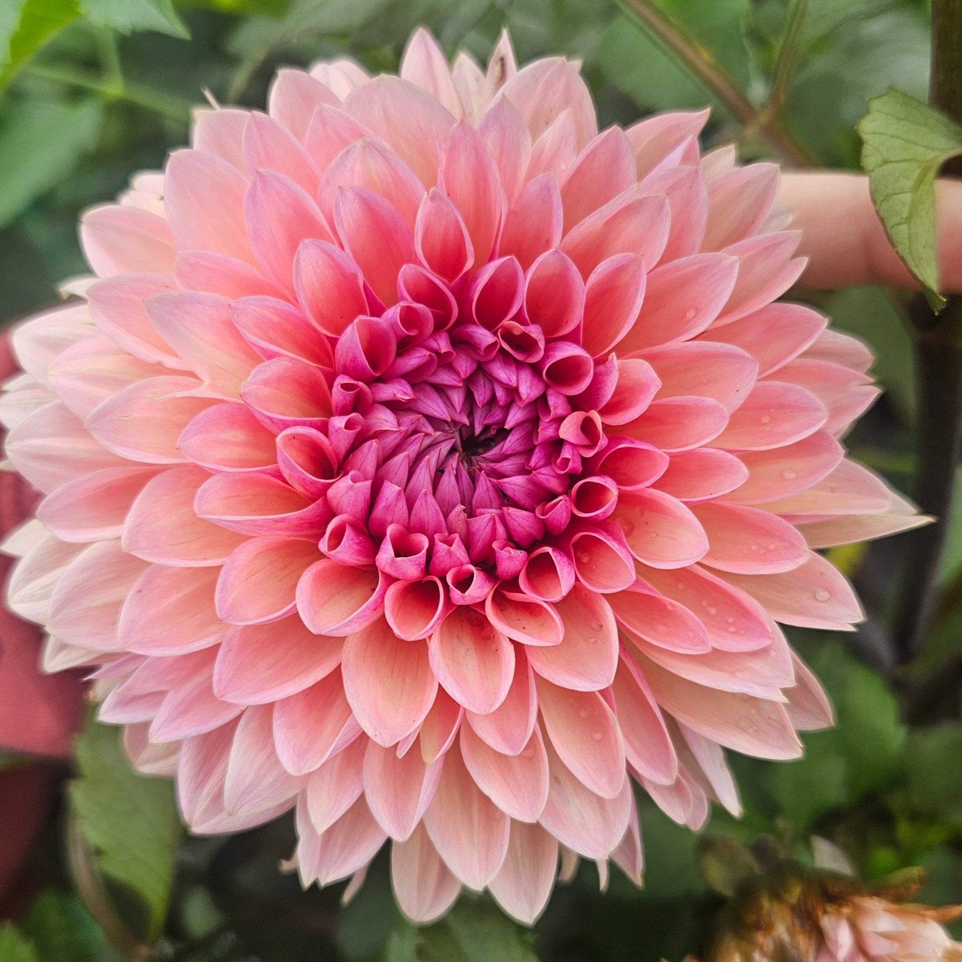 RM Summer Haze - Freese Flower Farm