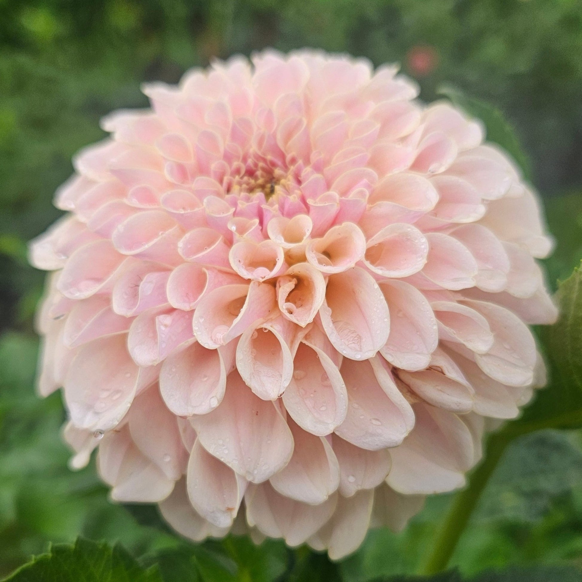 KA Cinder Rose - Freese Flower Farm