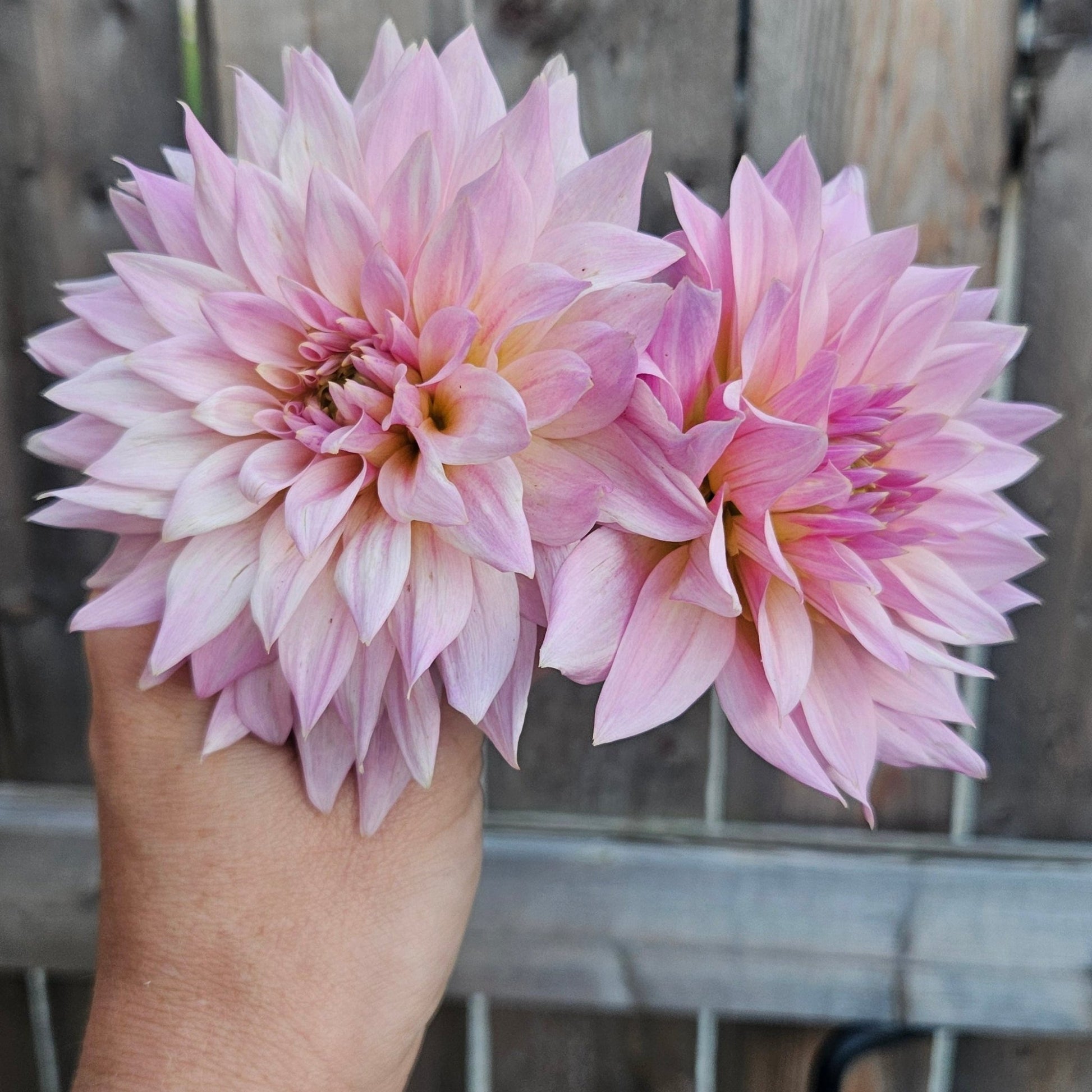 Lee's Grand Budapest - Freese Flower Farm