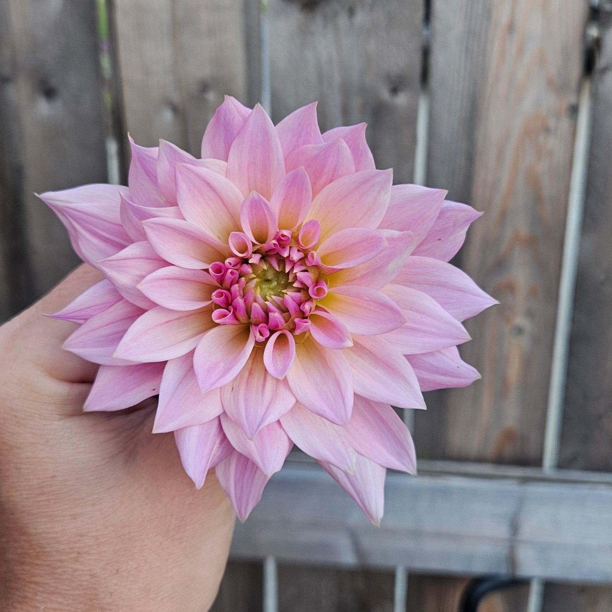 Lee's Grand Budapest - Freese Flower Farm