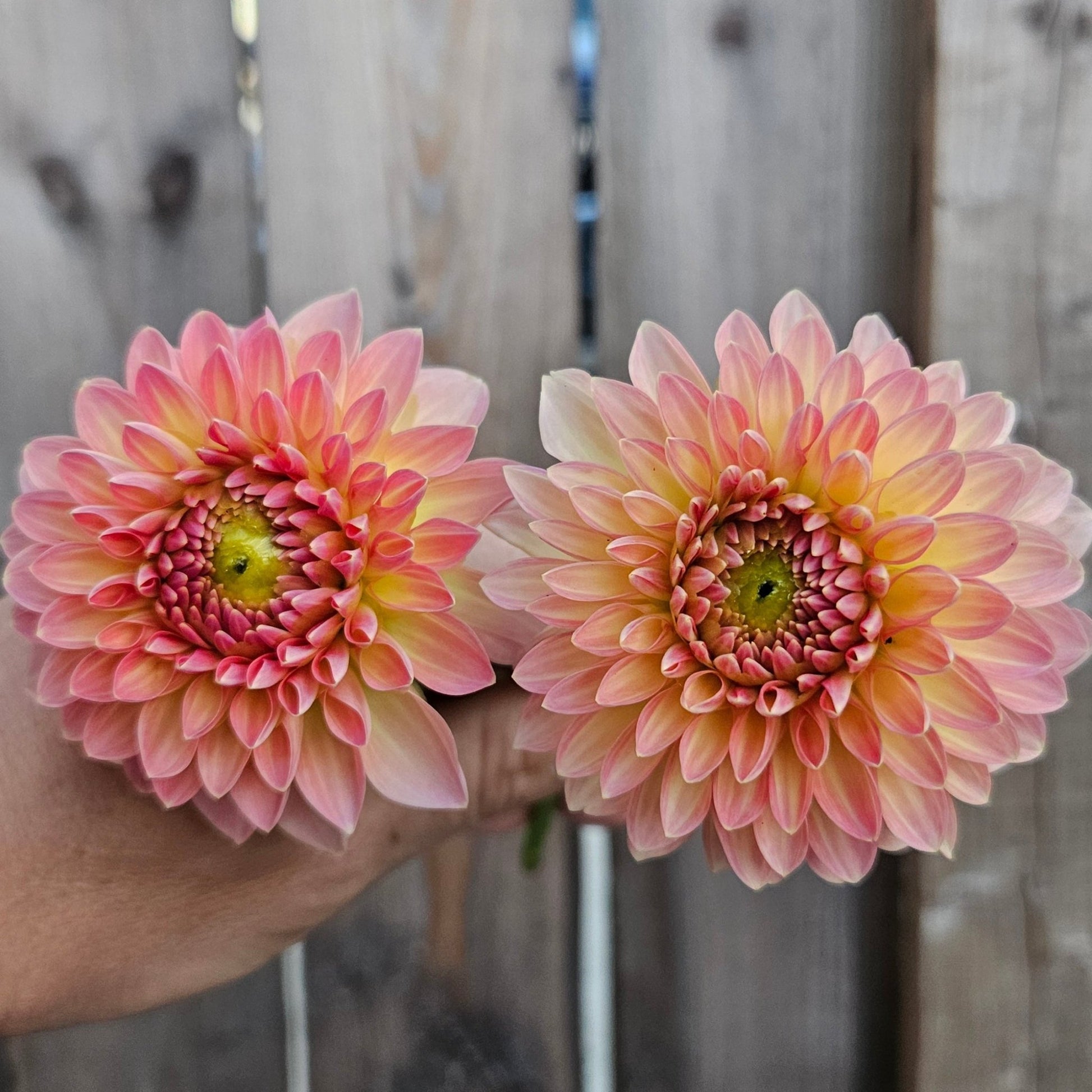 Hillcrest Suffusion - Freese Flower Farm