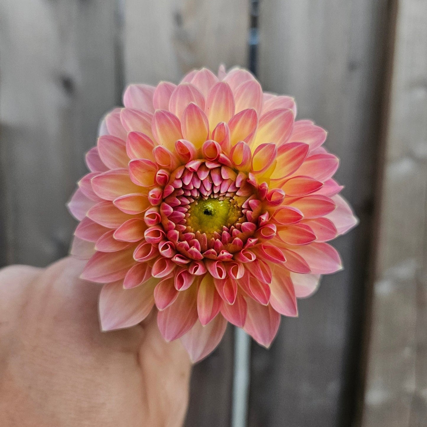 Hillcrest Suffusion - Freese Flower Farm