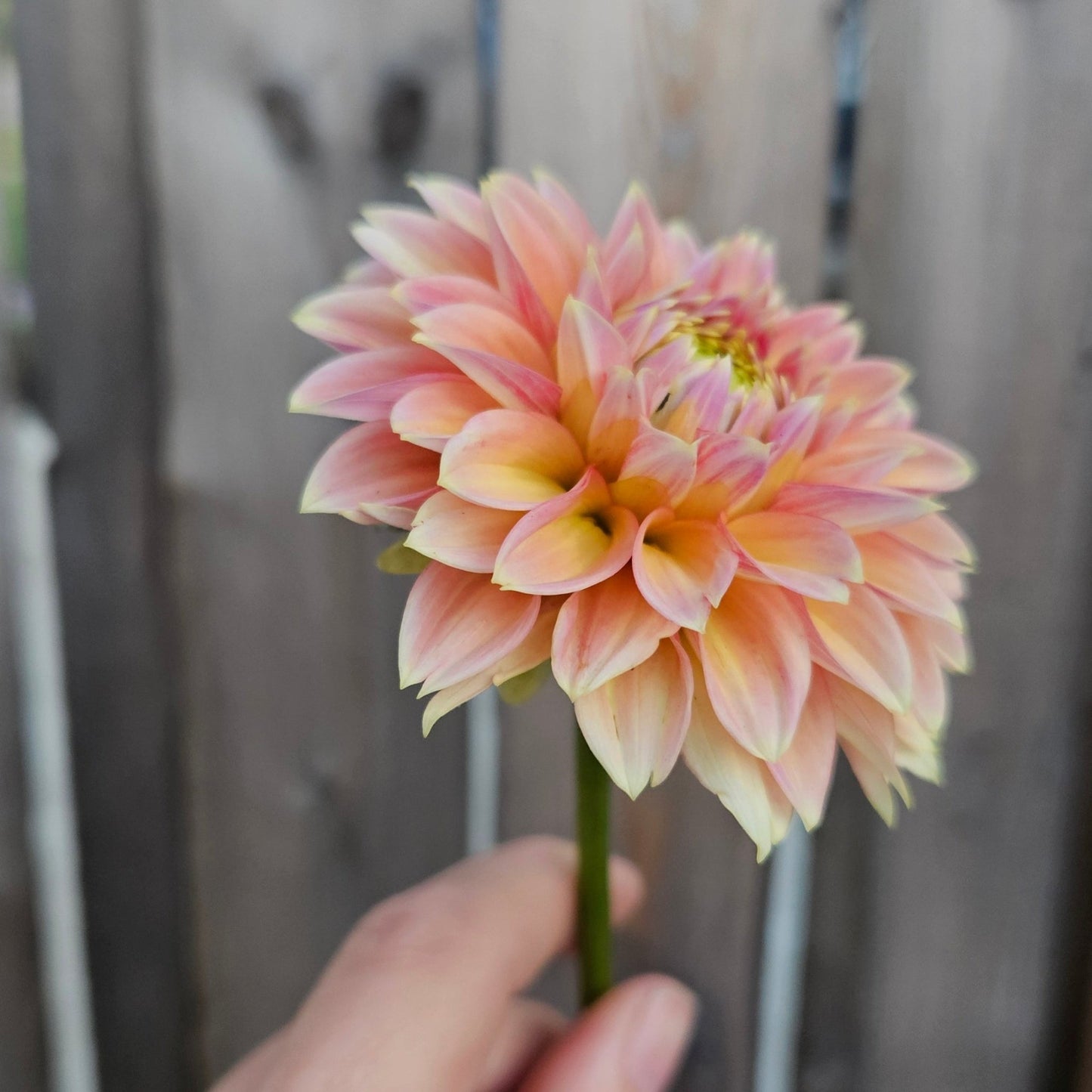 Hillcrest Suffusion - Freese Flower Farm