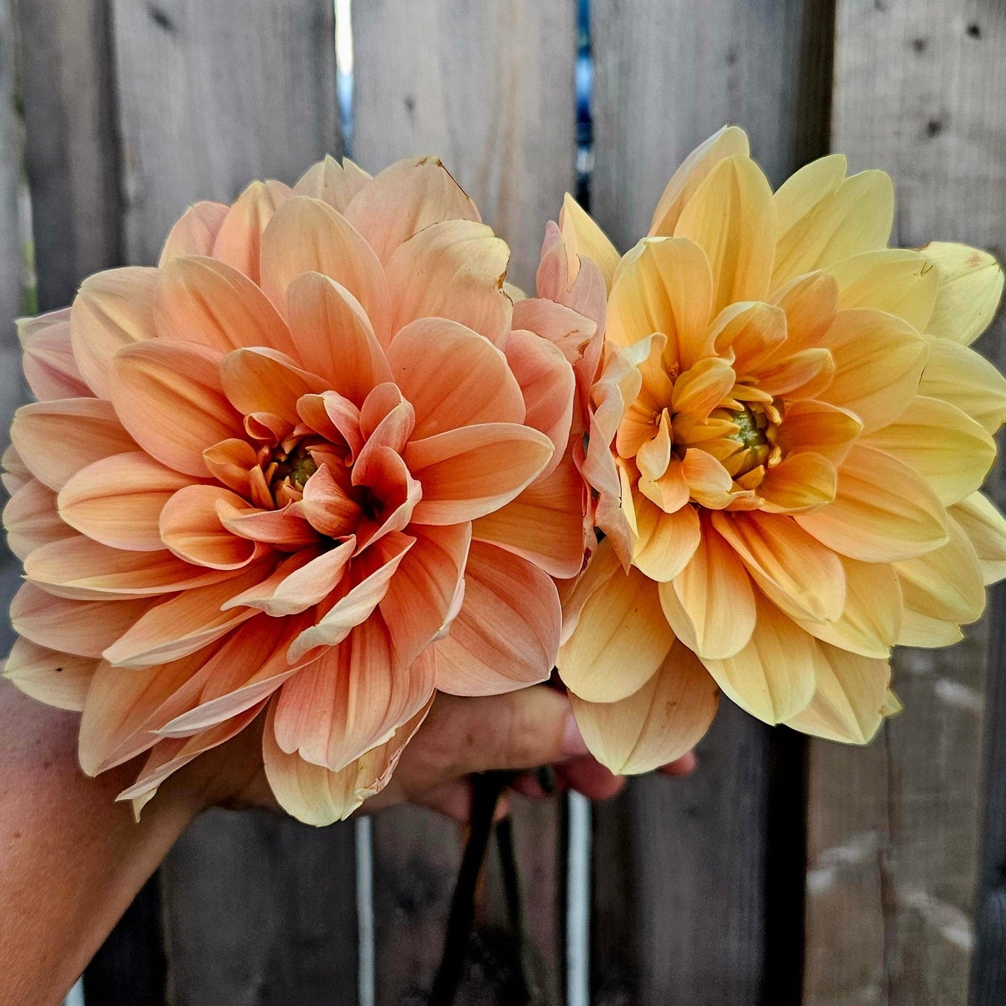 My Forever - Freese Flower Farm