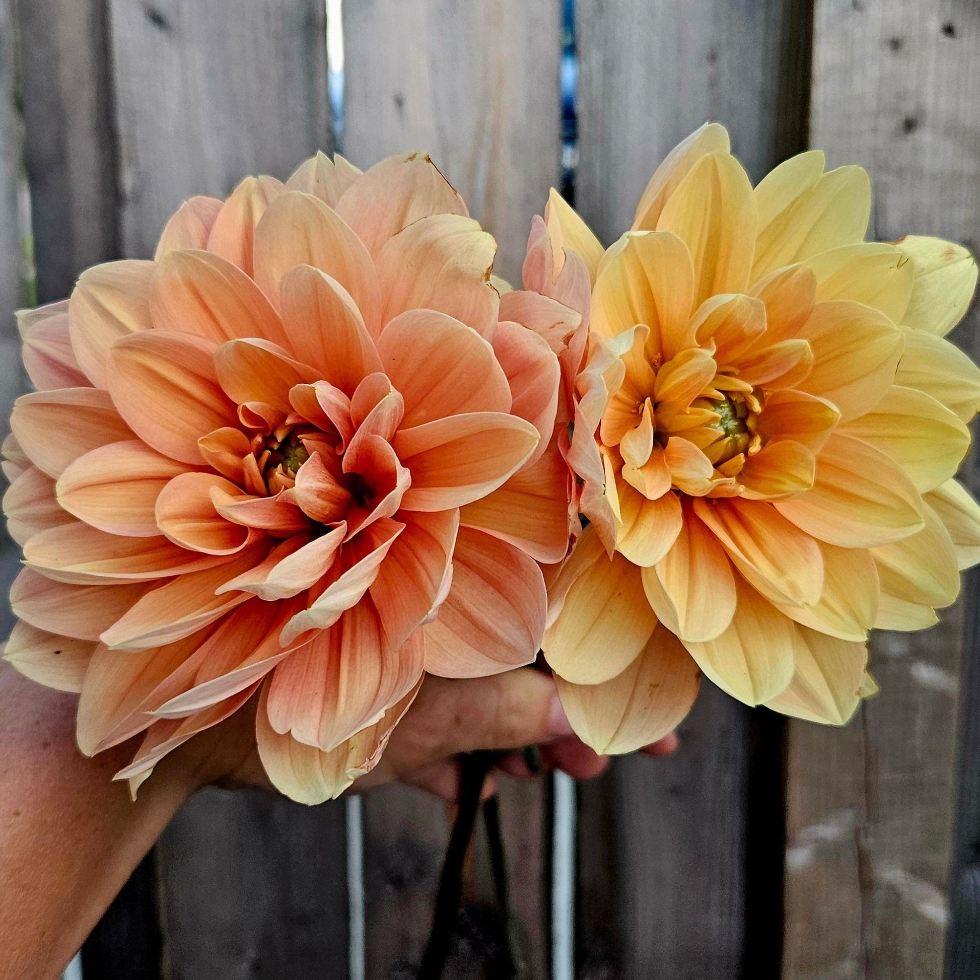 My Forever - Freese Flower Farm