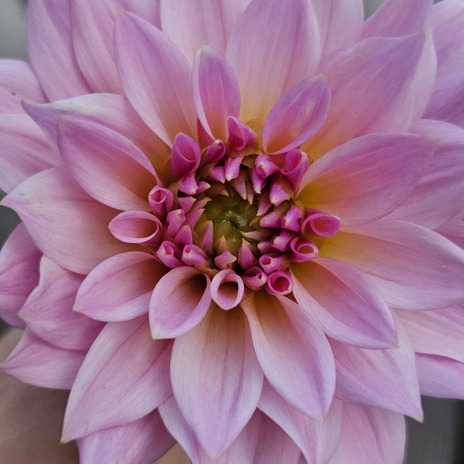 Lee's Grand Budapest - Freese Flower Farm