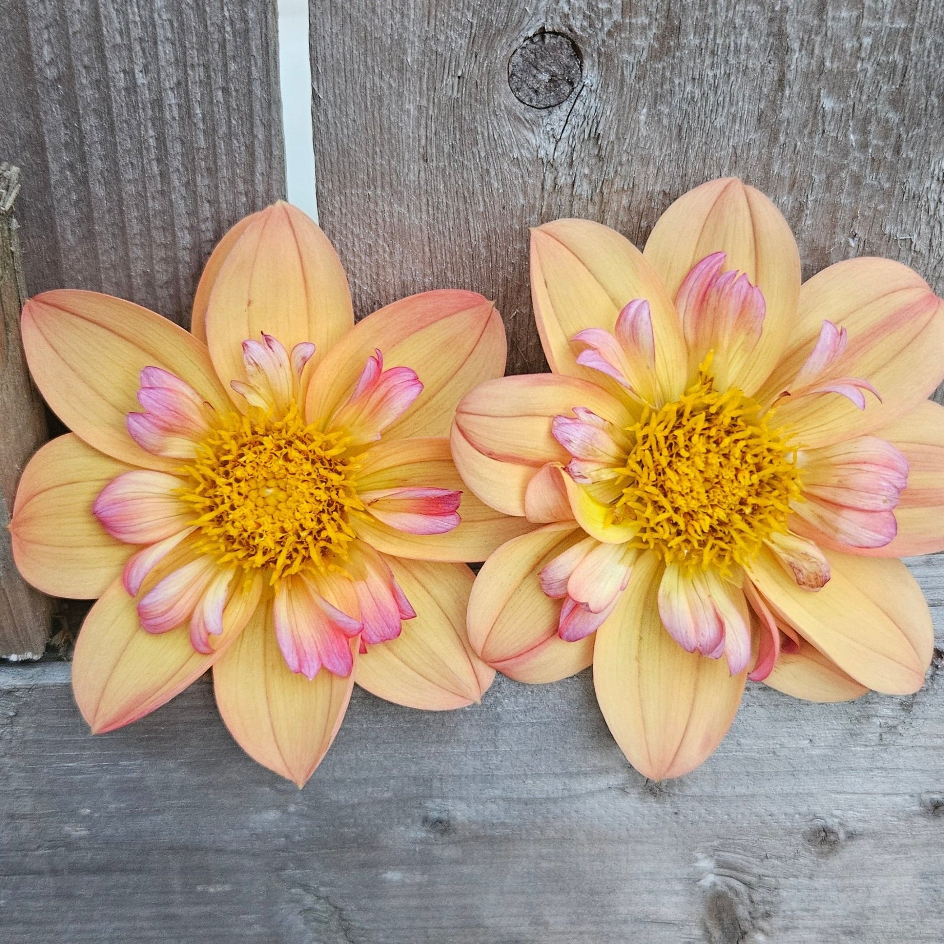 Kelsey Annie Joy - Freese Flower Farm